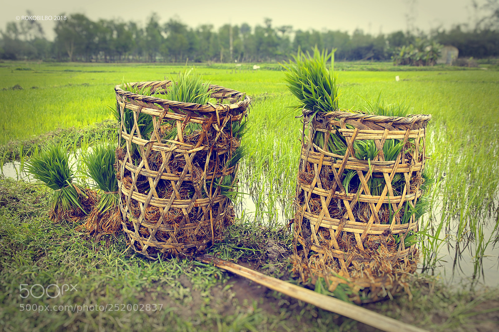 Canon EOS 50D sample photo. Vietnamese rice fields 2 photography