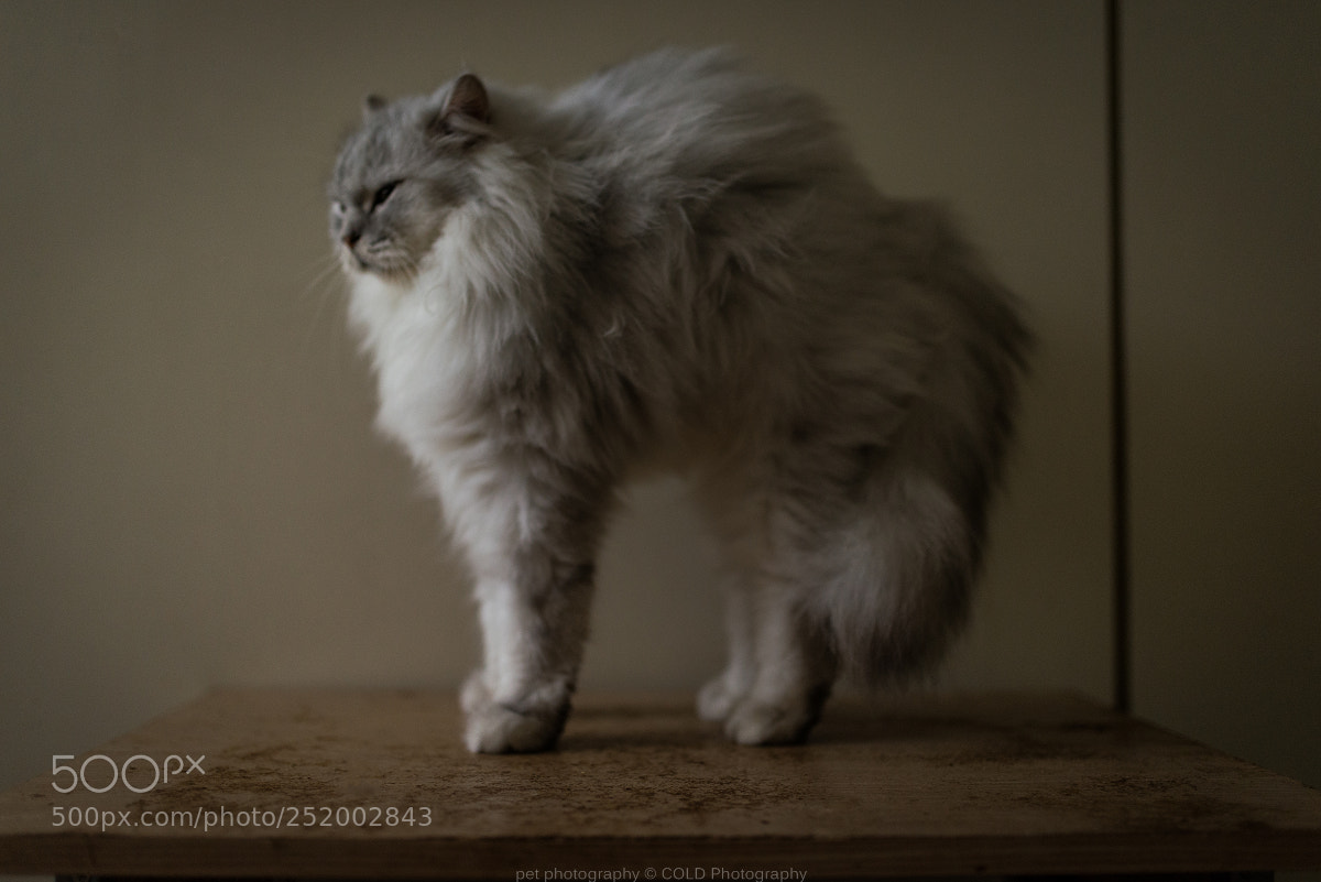 Nikon D610 sample photo. A cat is stretching photography