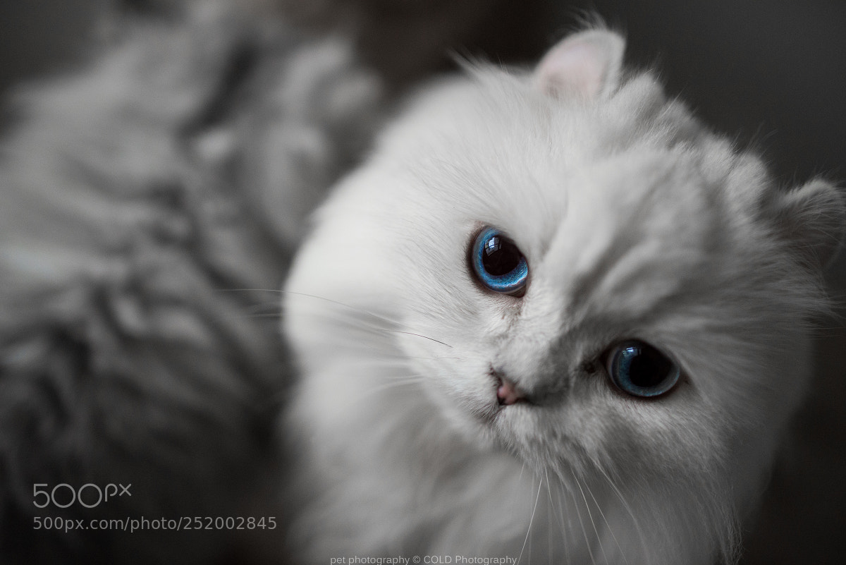 Nikon D610 sample photo. Cat has beauty blue photography