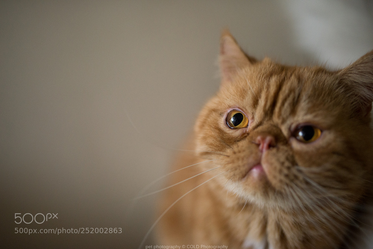 Nikon D610 sample photo. A exotic shorthair cat photography