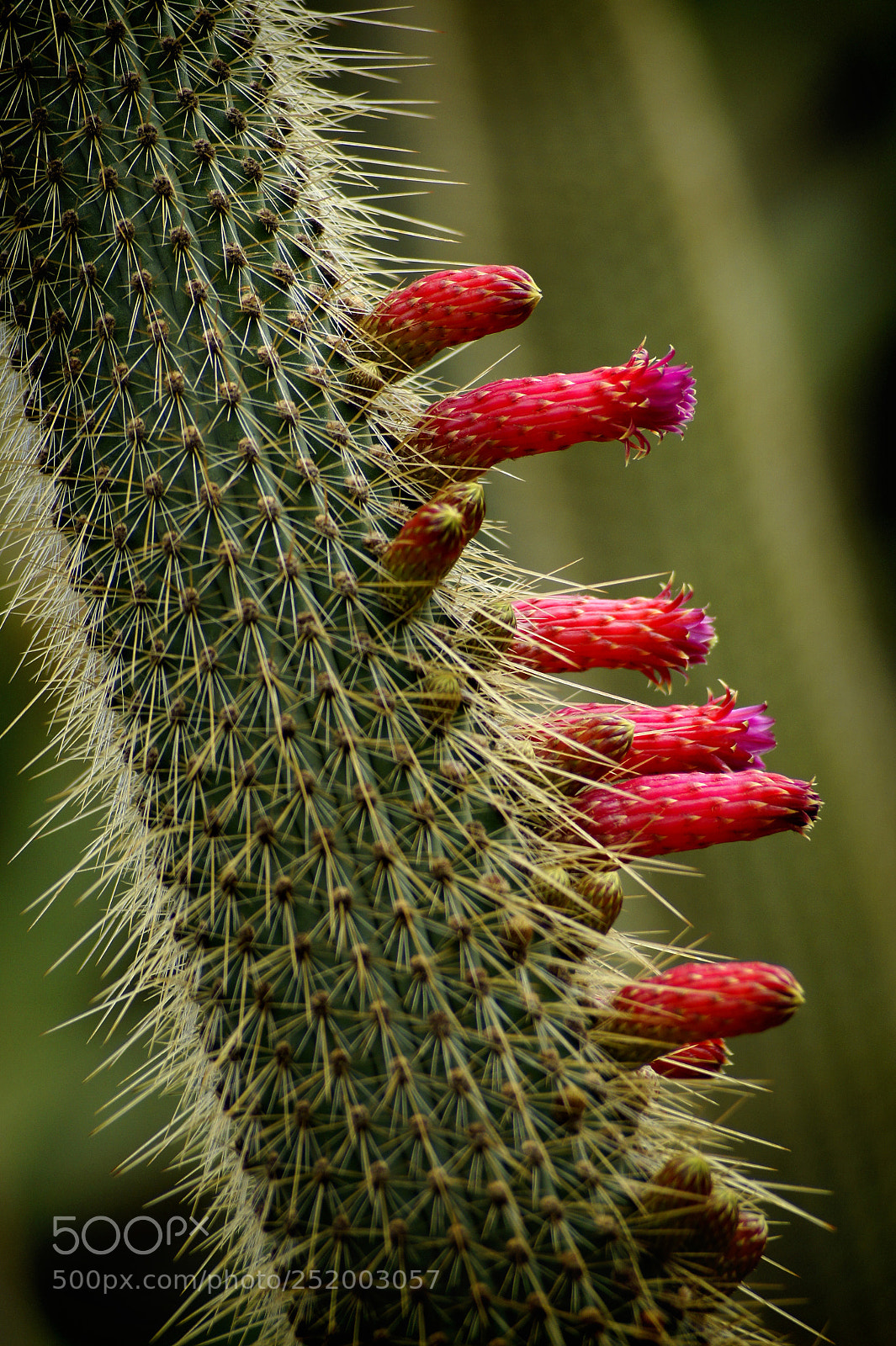Sony Alpha DSLR-A450 sample photo. Kaktus photography