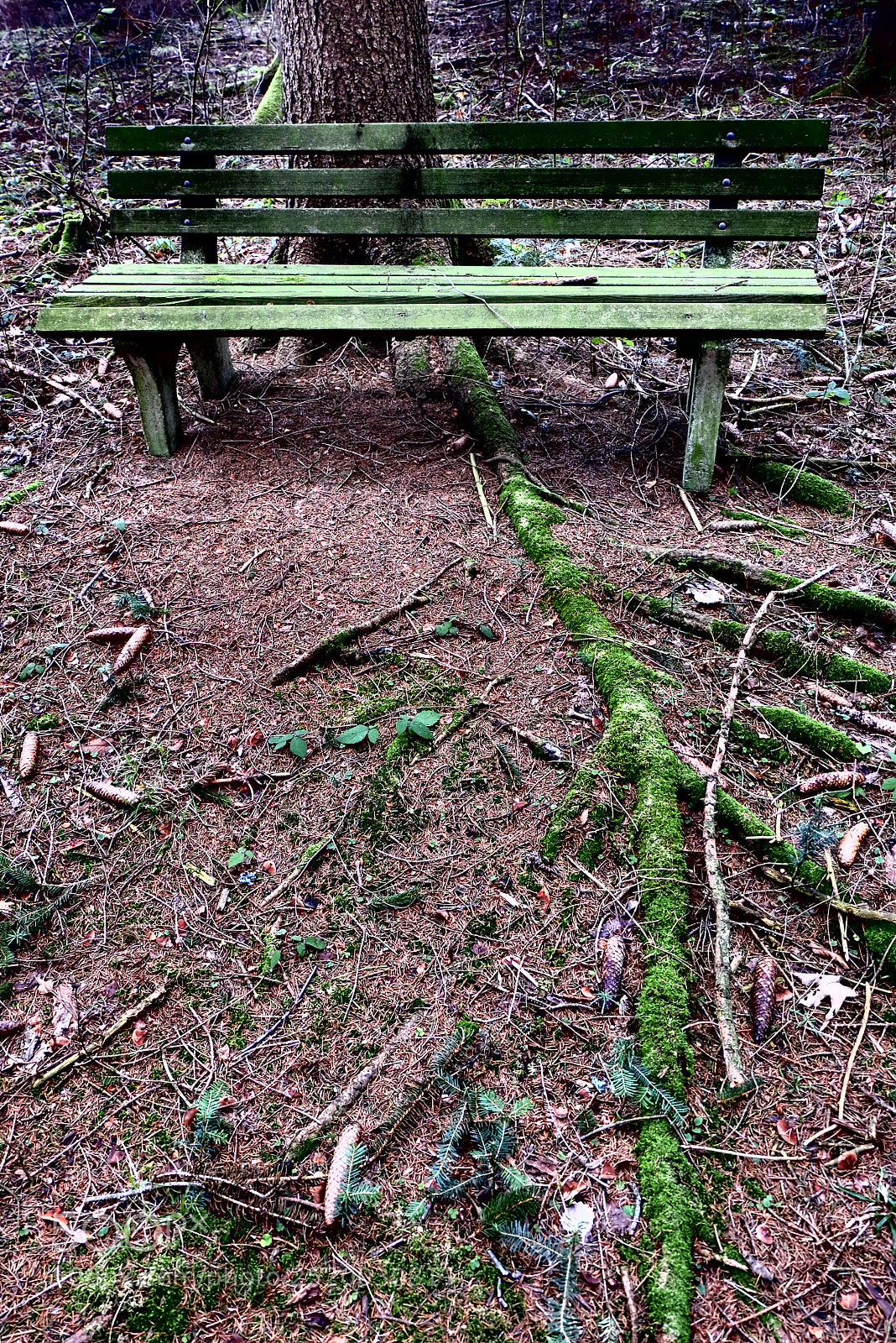 Fujifilm X-M1 sample photo. Roots photography