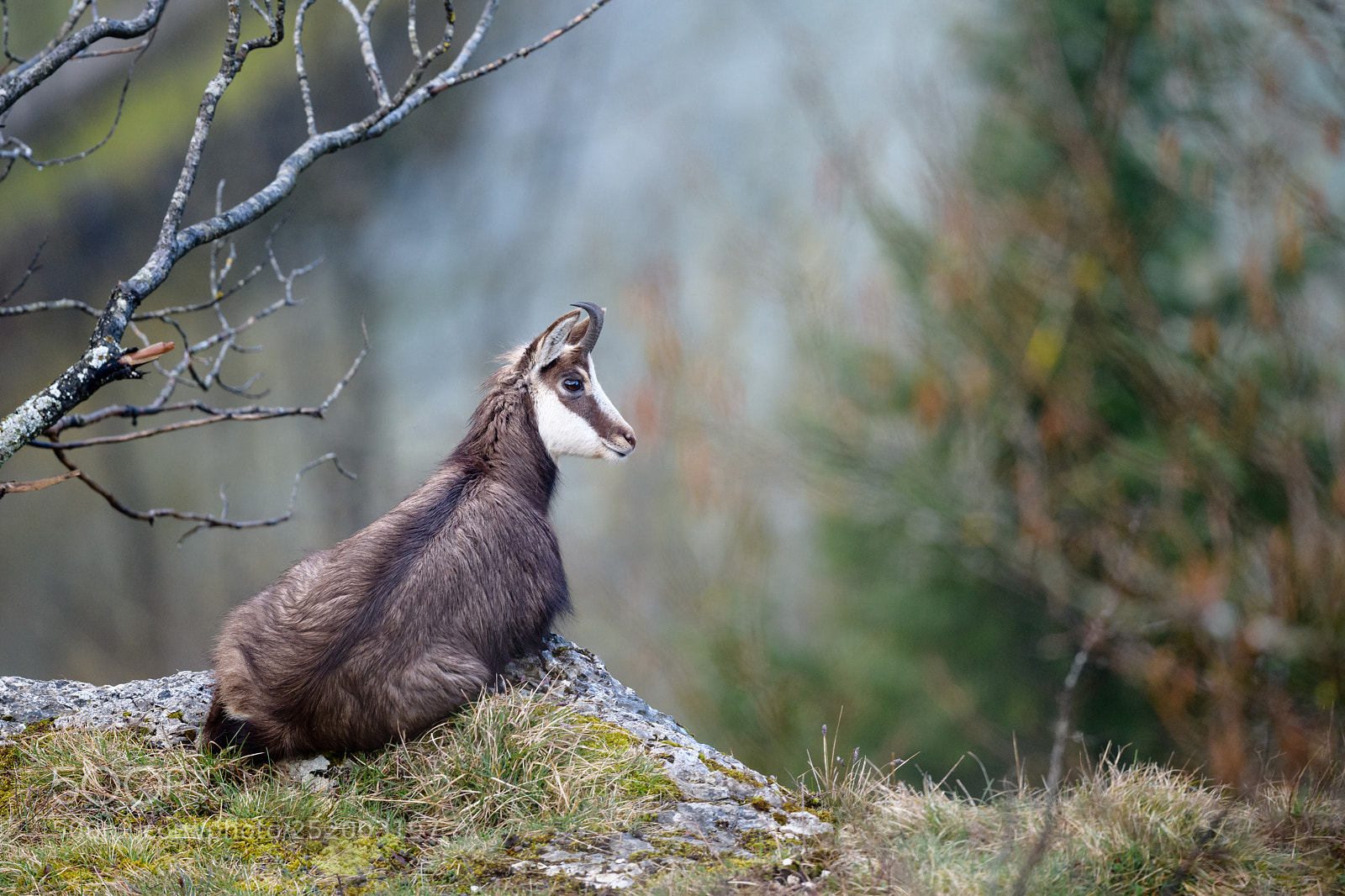 Nikon D850 sample photo. Chamois jura photography