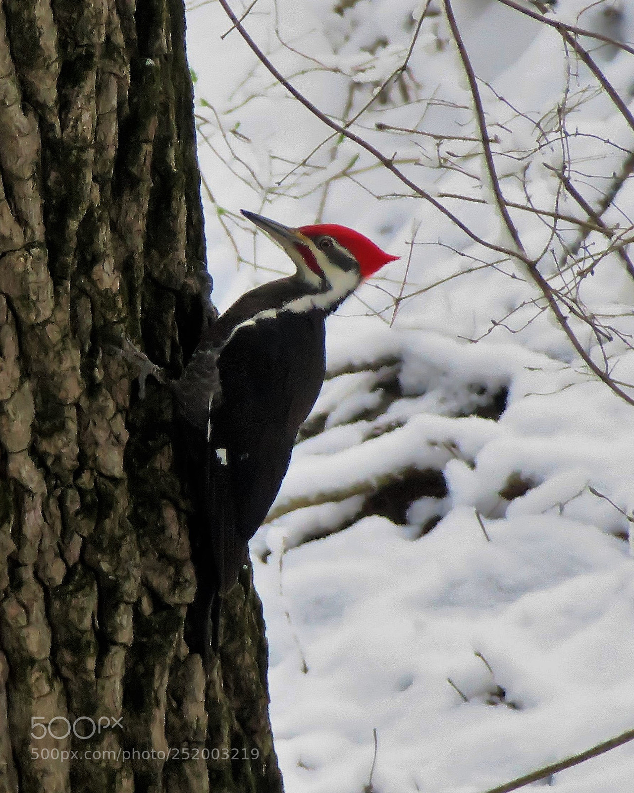 Canon PowerShot G3 X sample photo. Pileated woodpecker photography