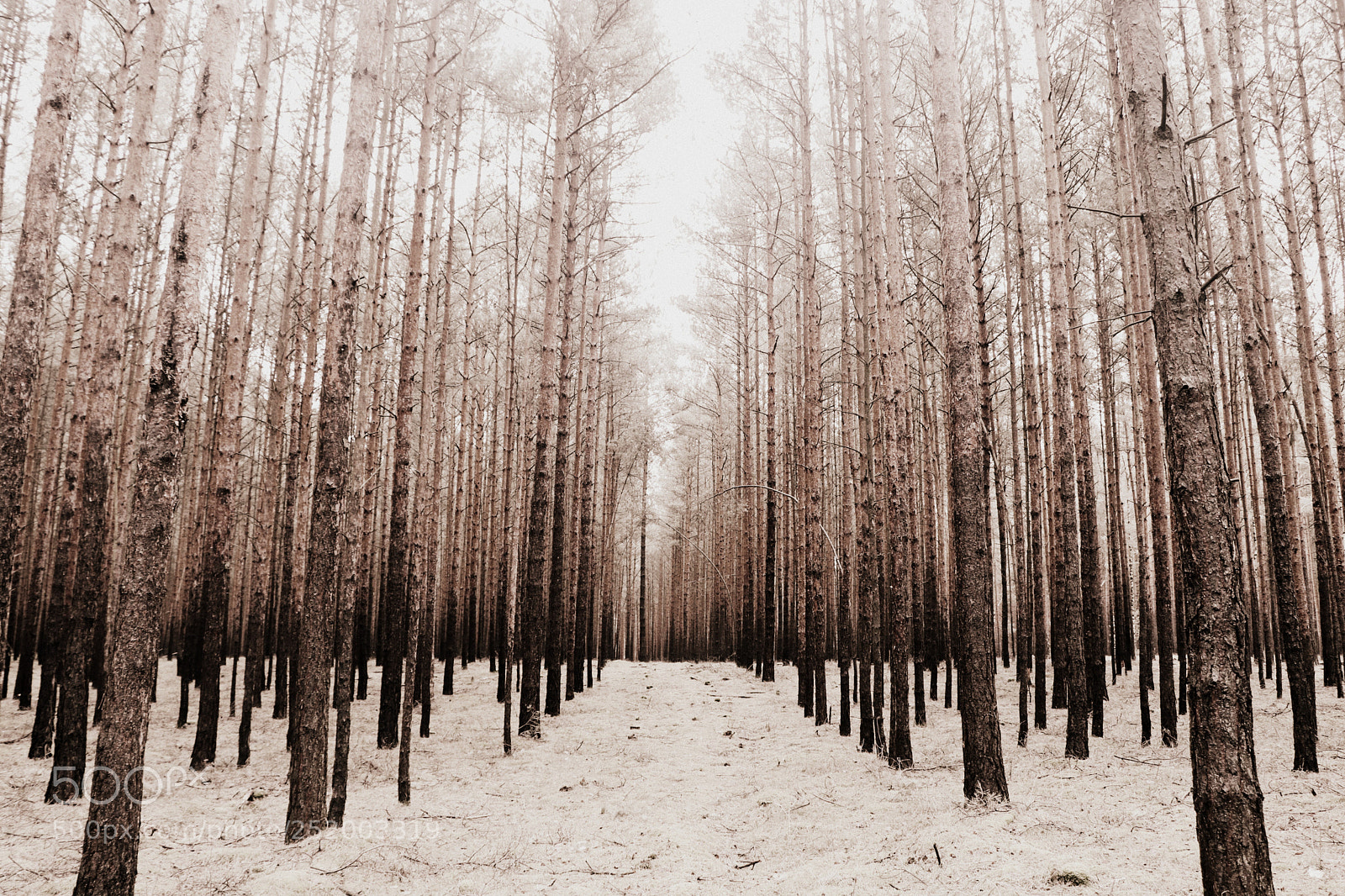 Canon EOS 77D (EOS 9000D / EOS 770D) sample photo. Tree line photography