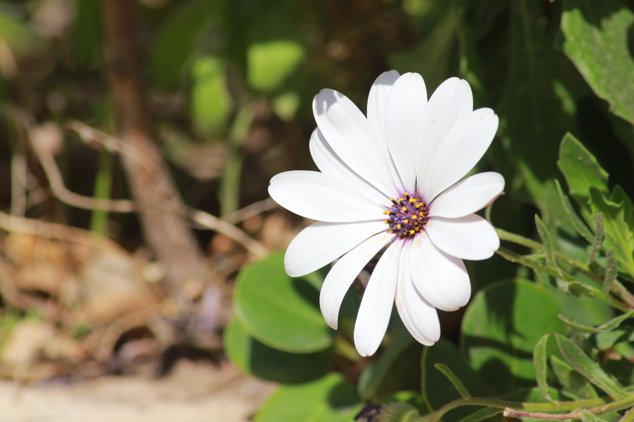 Canon EOS 700D (EOS Rebel T5i / EOS Kiss X7i) sample photo. White photography