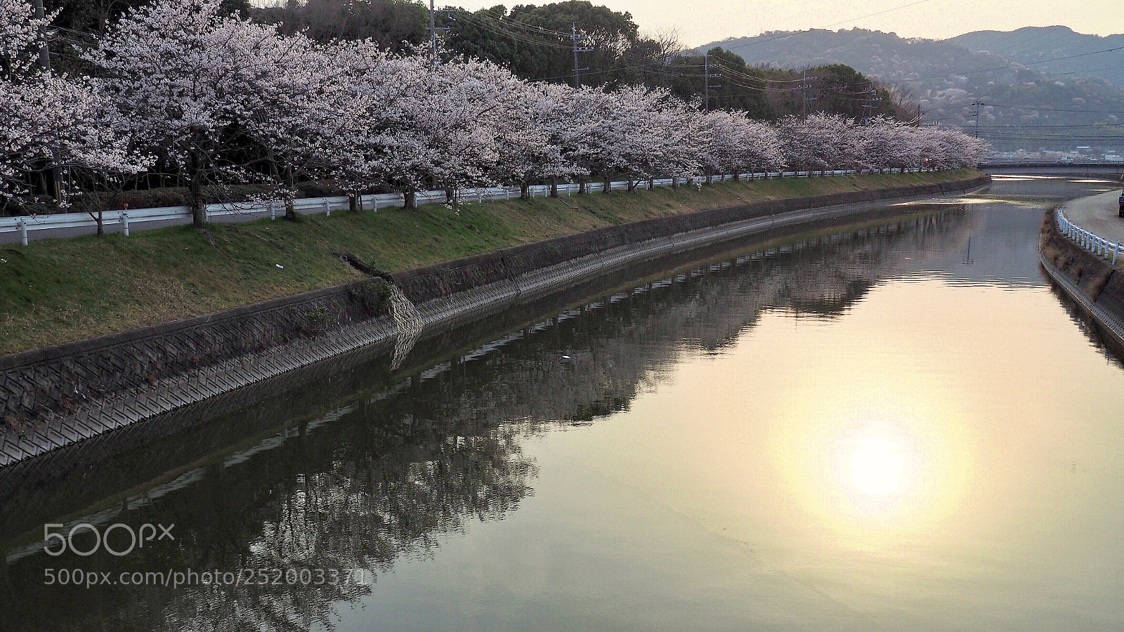 Olympus OM-D E-M5 II sample photo. Riverside sakura photography