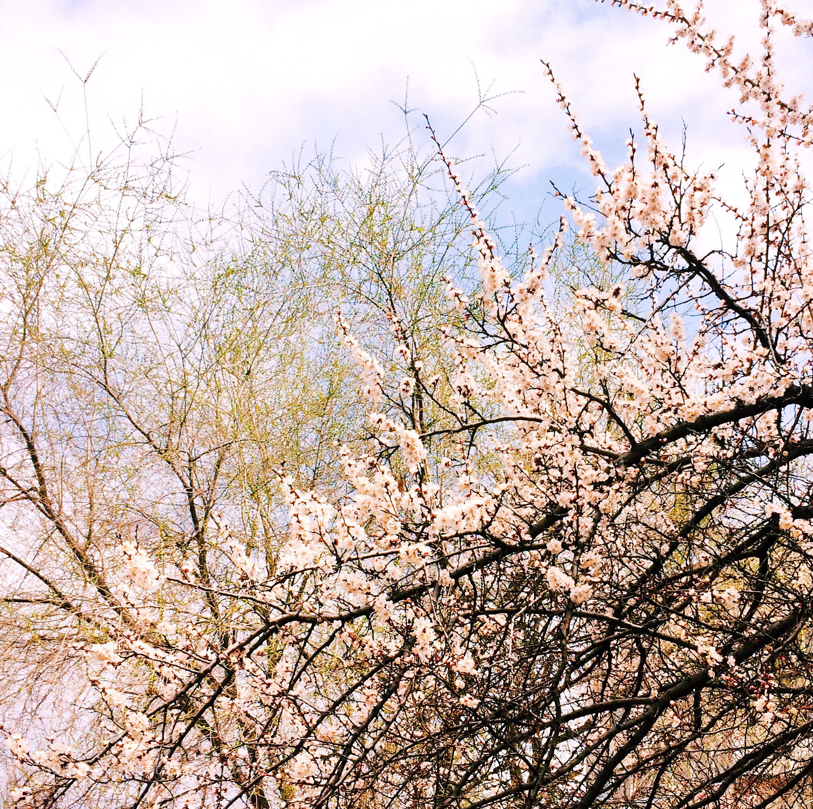 Apple iPhone 5s sample photo. Untitled photography