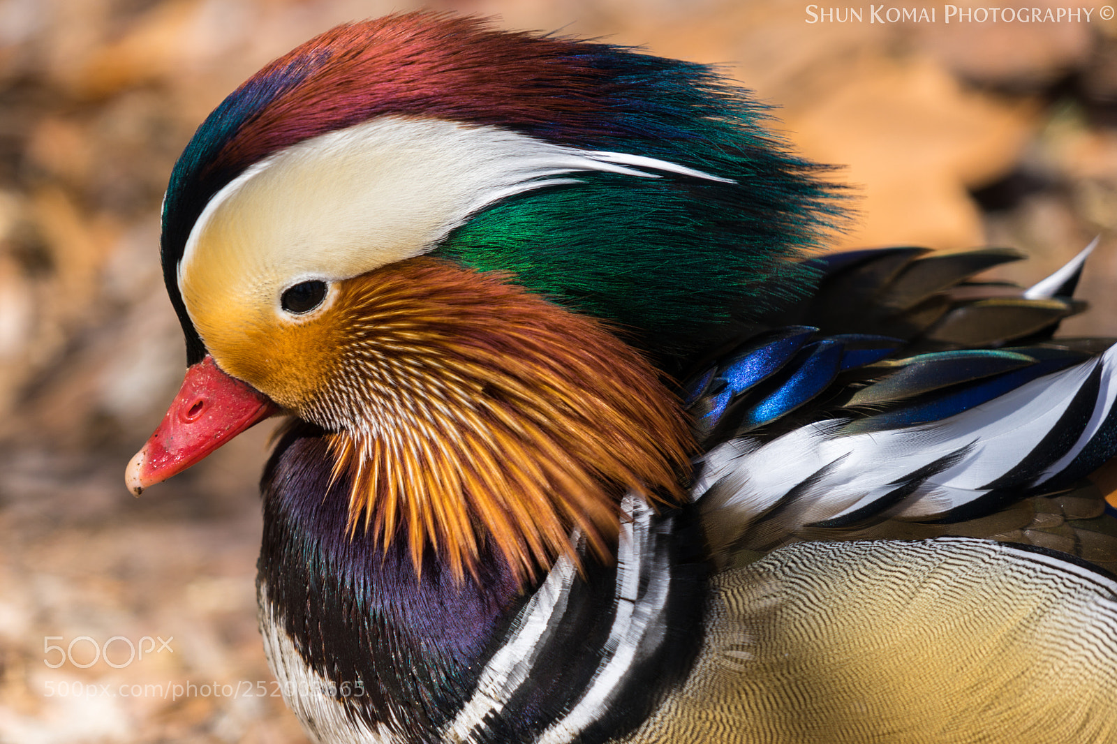 Sony a7 sample photo. Male mandarin duck photography