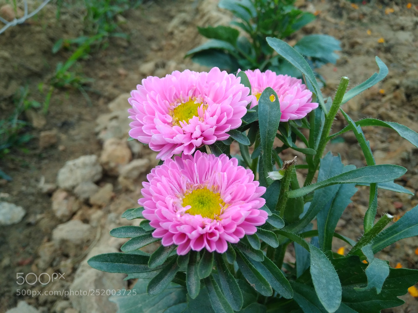 Xiaomi Redmi 4 Pro sample photo. ...natural touch... photography