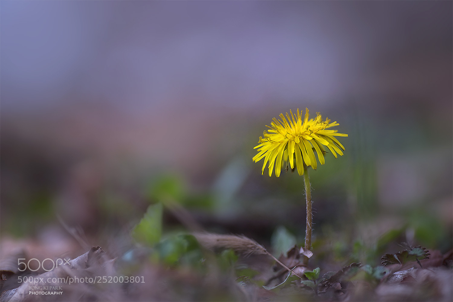 Pentax K-1 sample photo. Spring again-8 photography