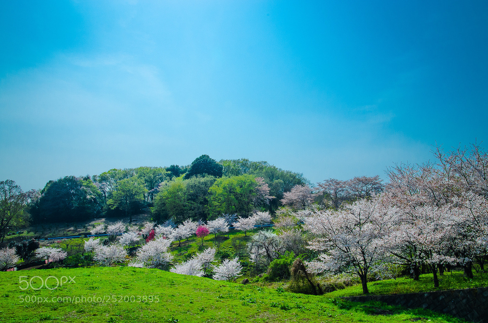Pentax K-5 sample photo. Sakura photography
