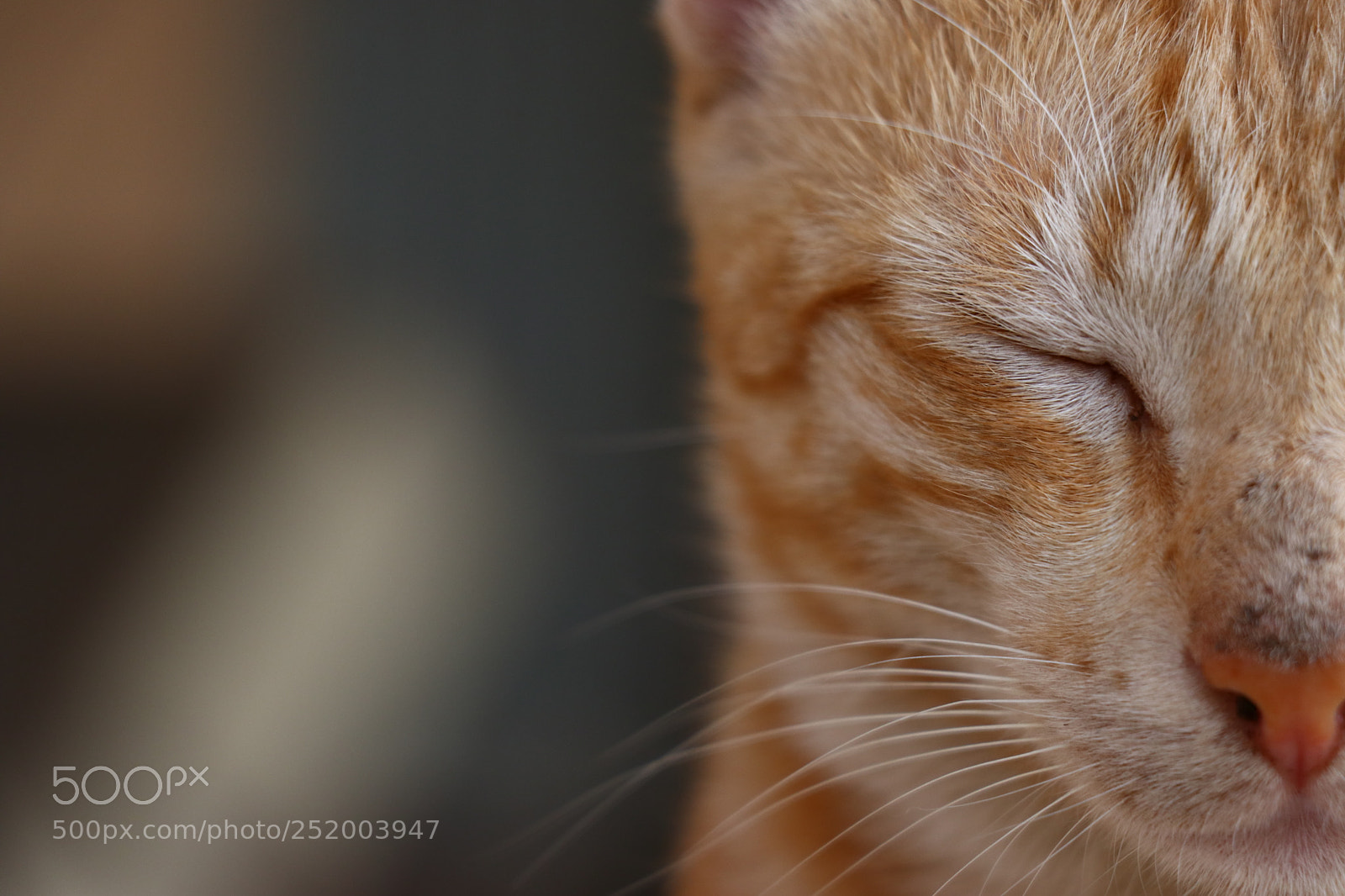 Canon EOS 80D sample photo. Calm cat photography