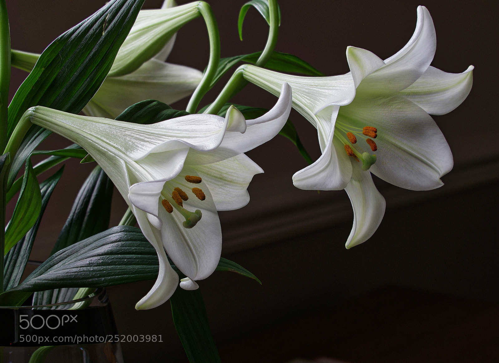 Olympus OM-D E-M1 Mark II sample photo. Lilies photography