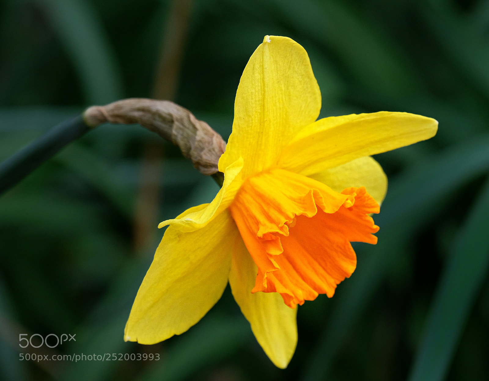 Fujifilm X-T20 sample photo. "spring colour". photography