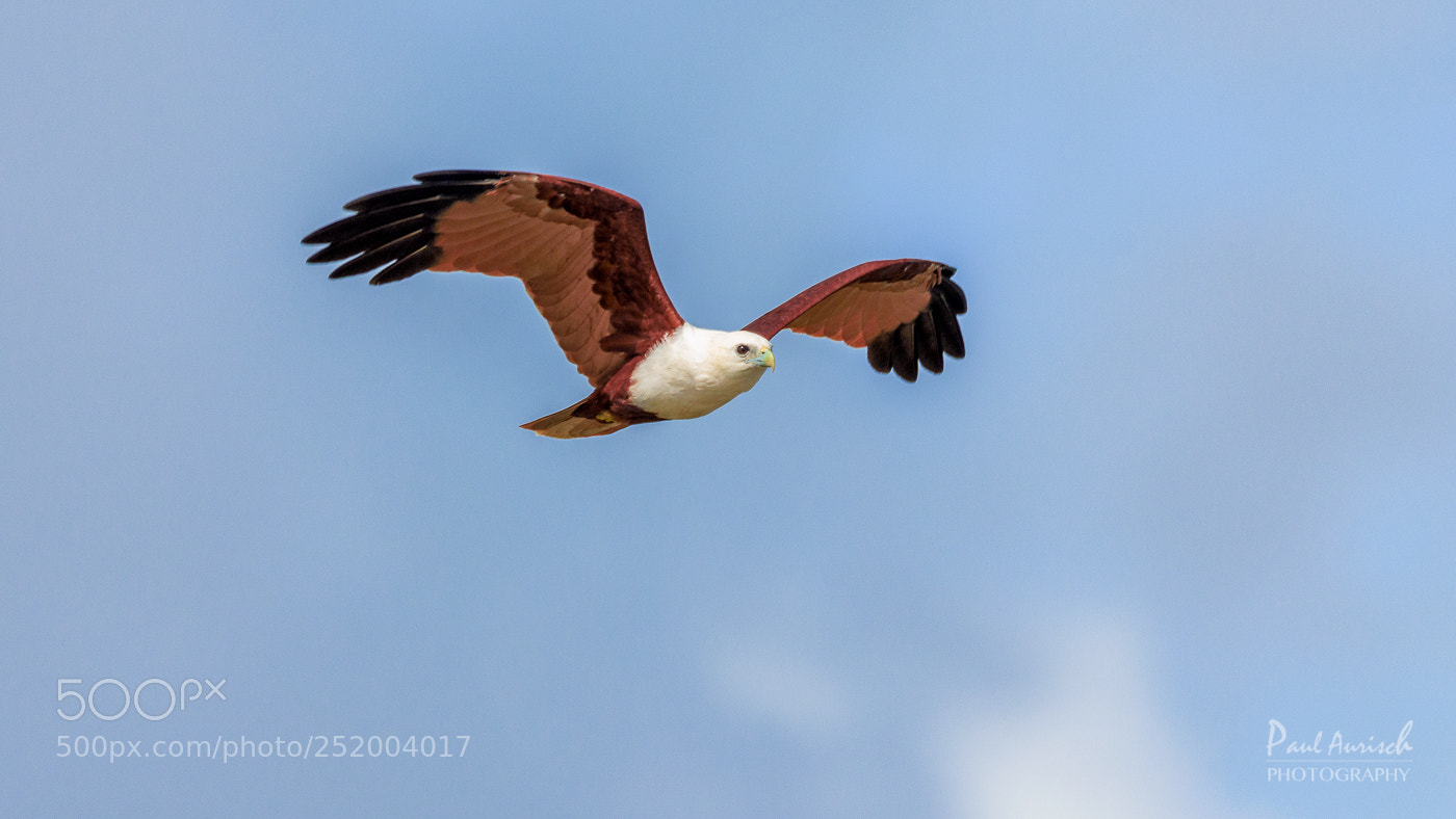 Nikon D500 sample photo. Brahminy kite photography