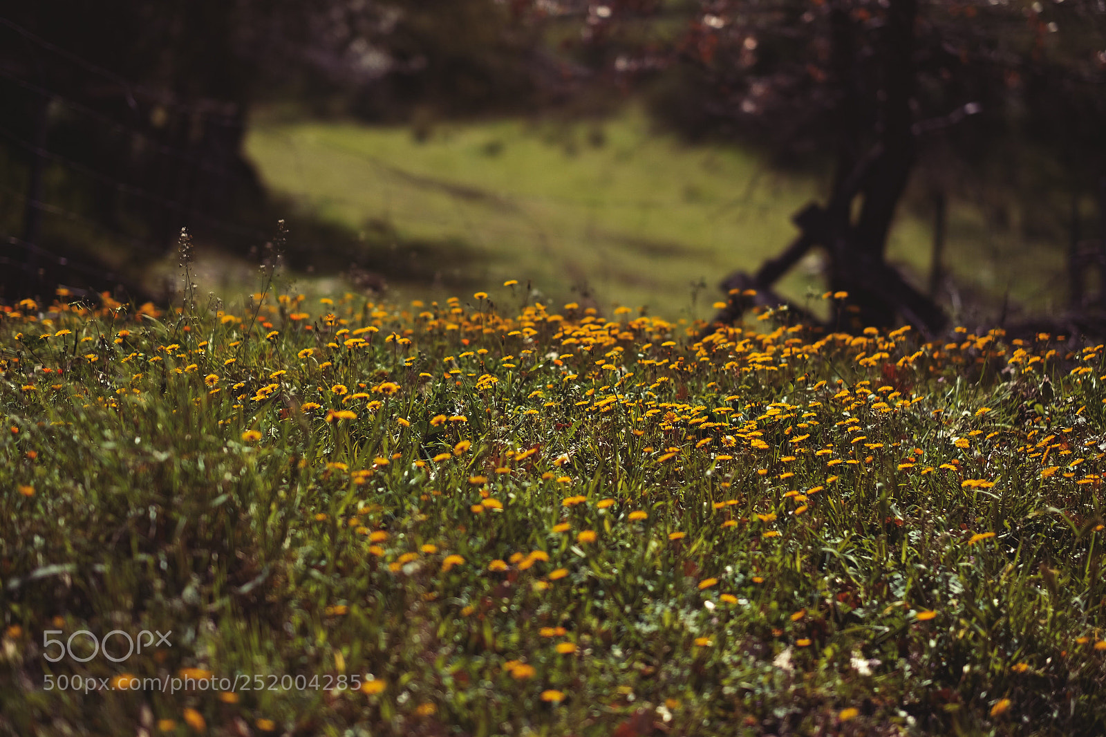 Fujifilm X-E2 sample photo. In campagna photography