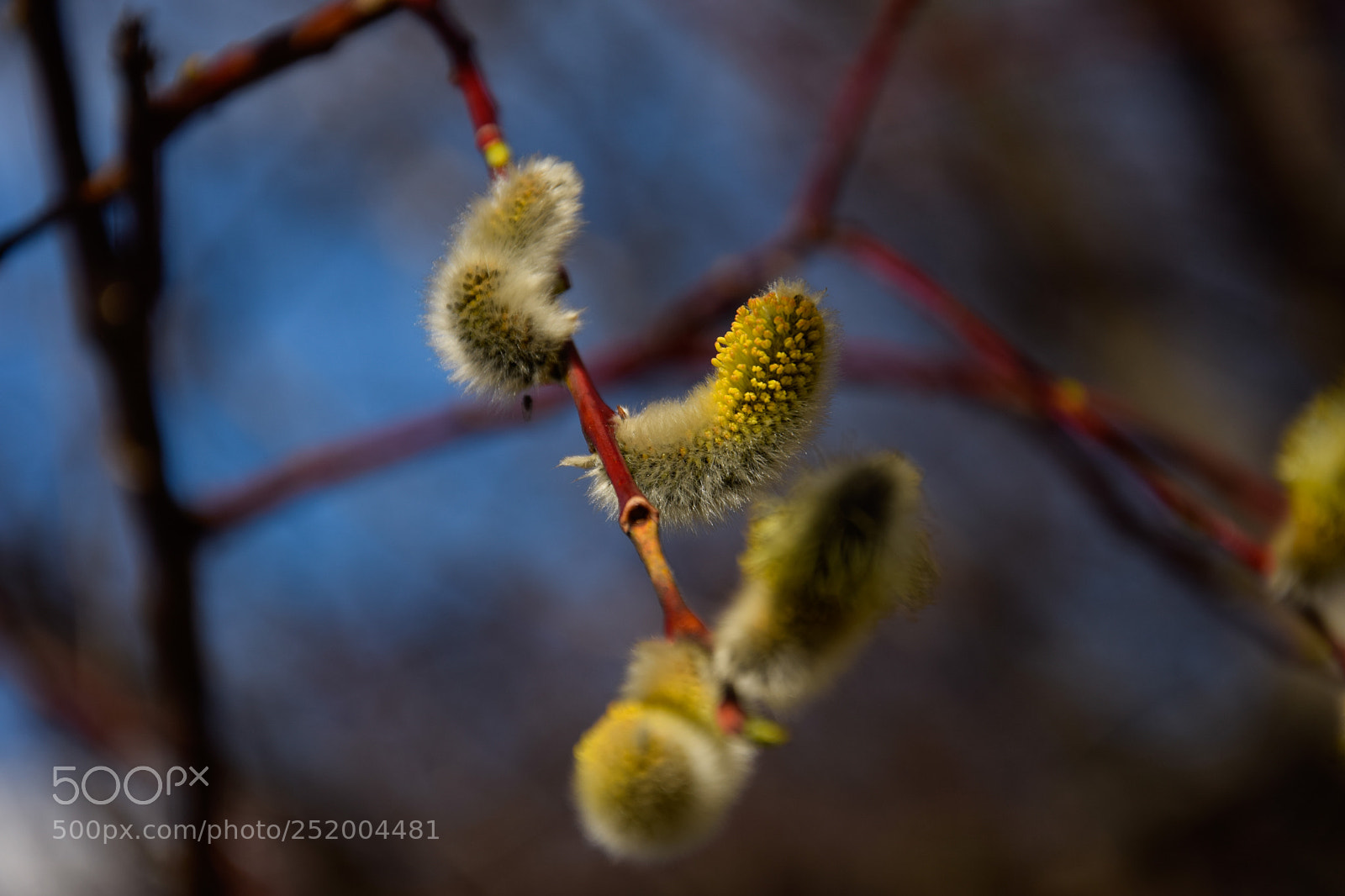 Nikon D3300 sample photo. Spring awakes photography