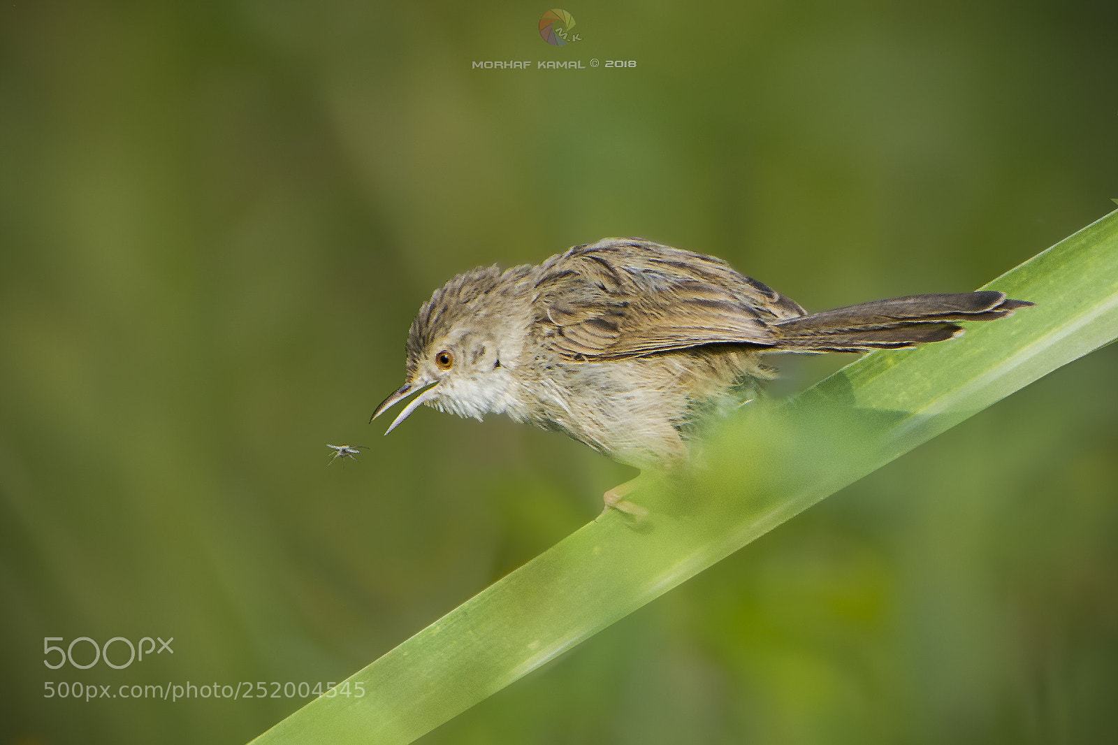 Nikon D7100 sample photo. The graceful prinia bites photography