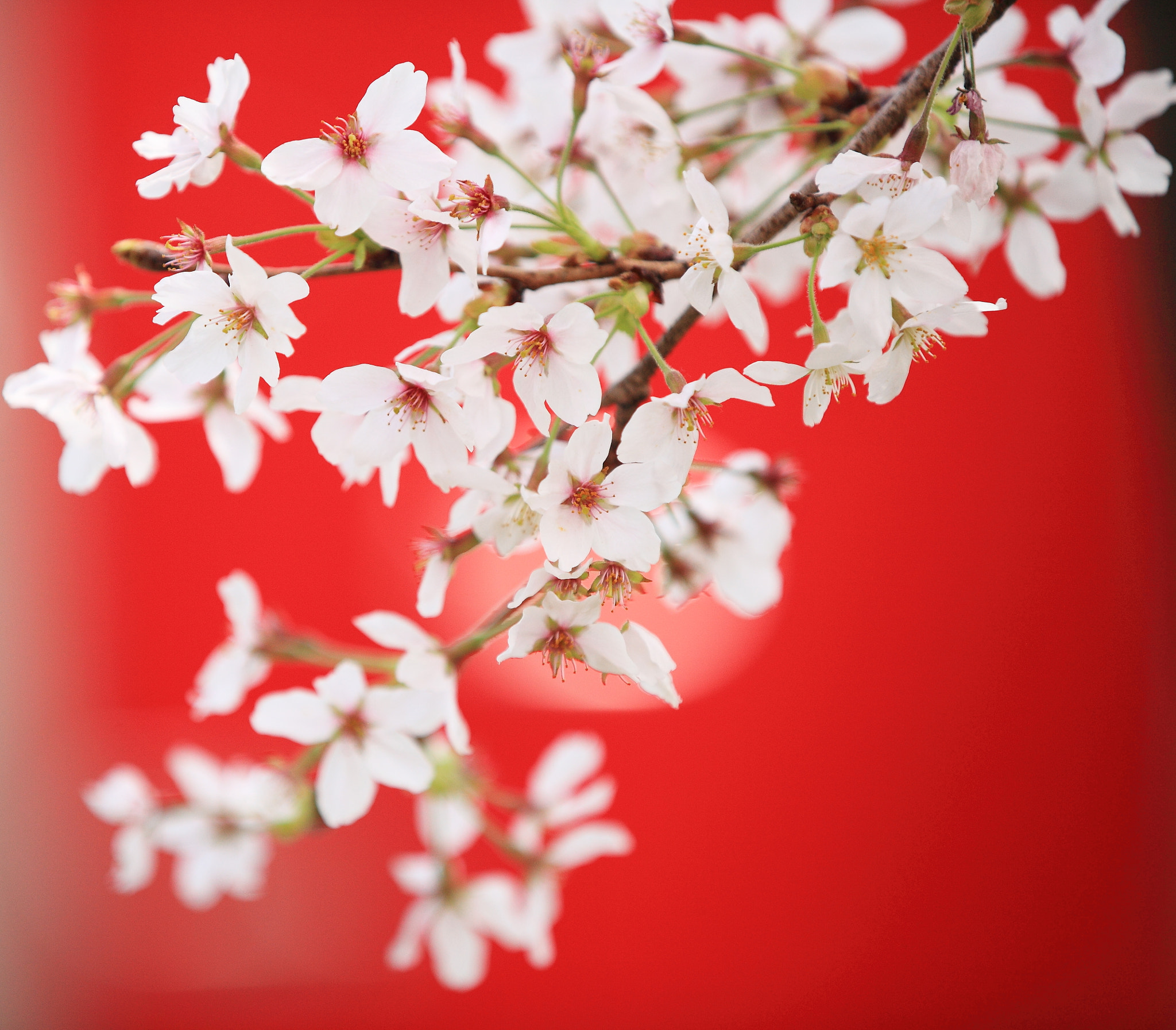 Canon EF 70-200mm F2.8L IS II USM sample photo