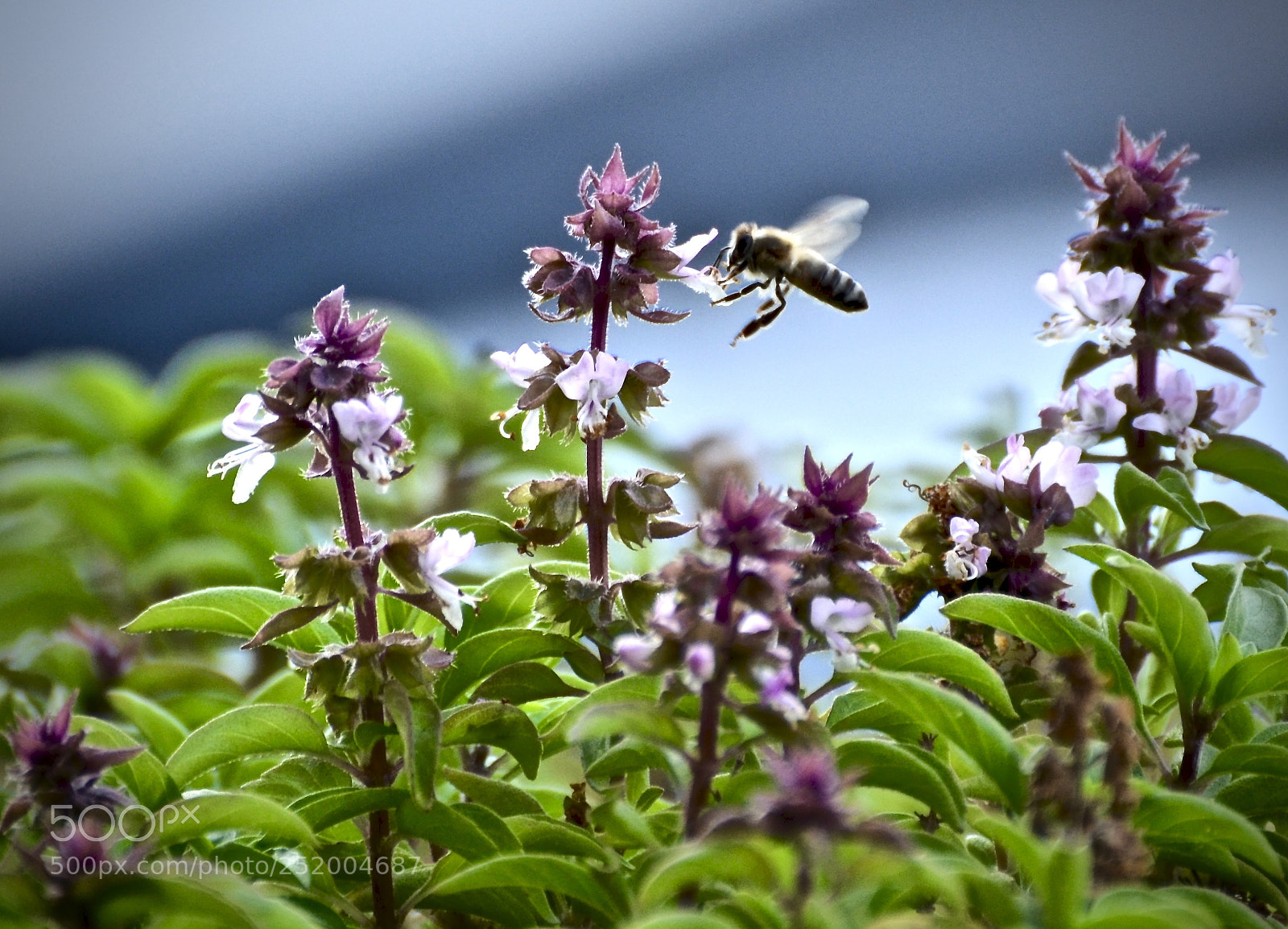 Nikon D5100 sample photo. Busy bees photography