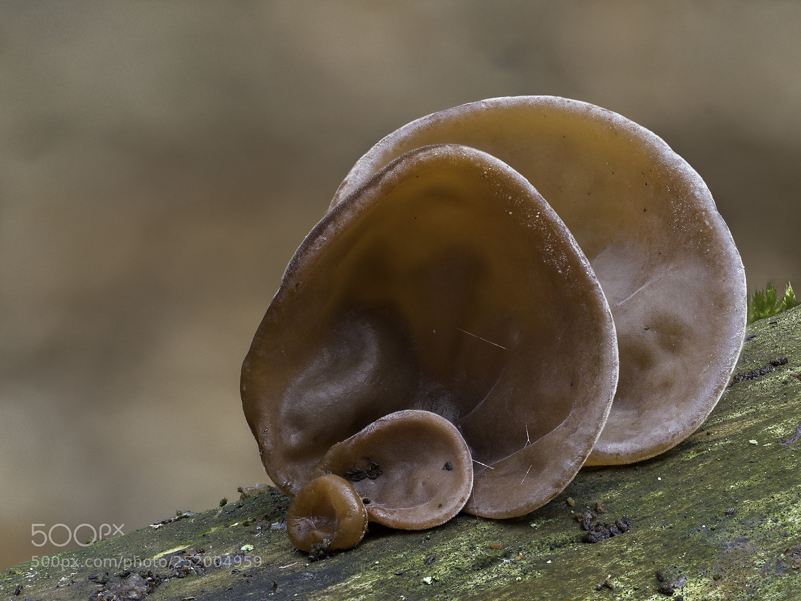 Olympus OM-D E-M1 Mark II sample photo. Auricularia auricula-judae photography