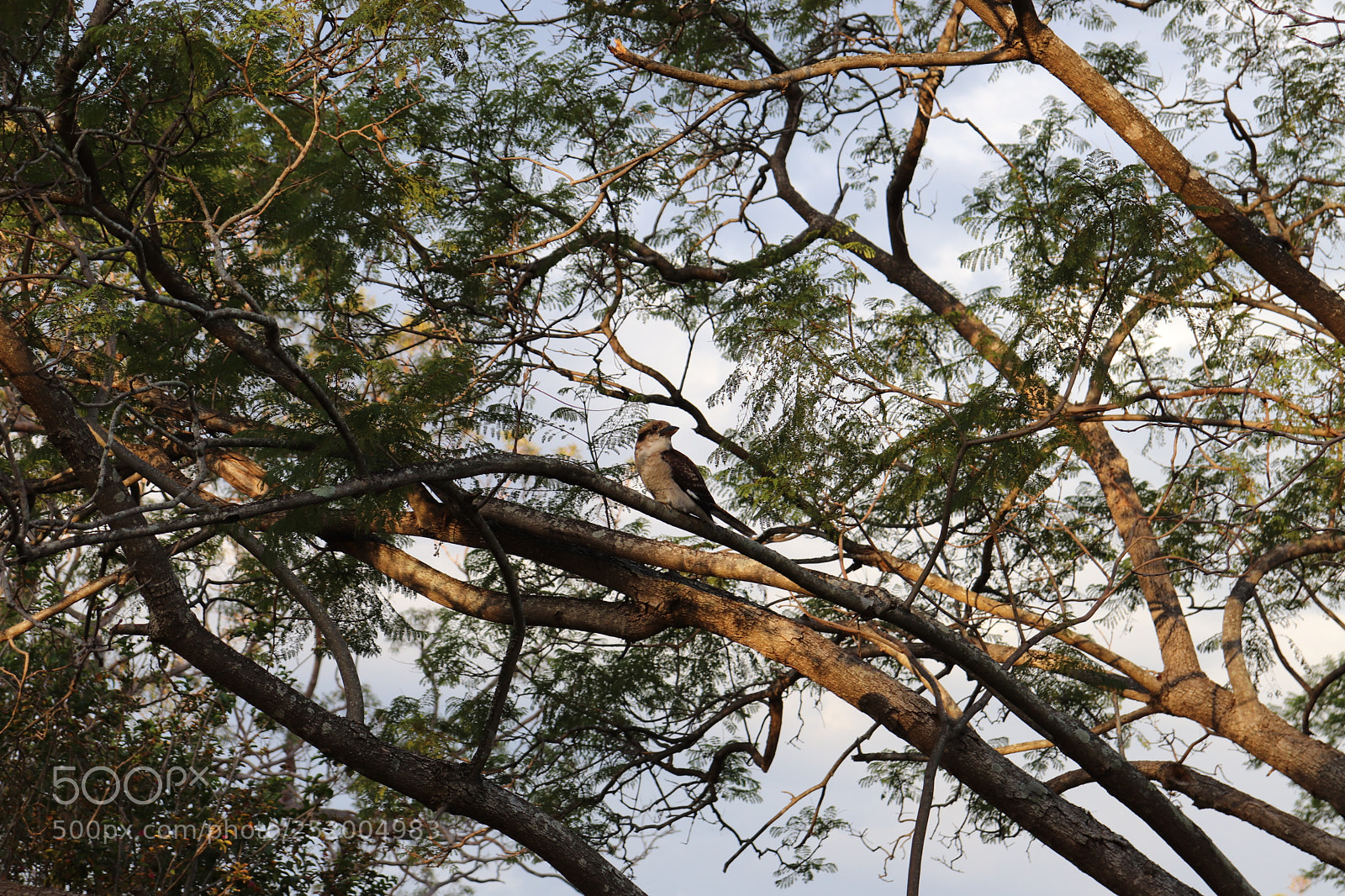 Canon EOS 200D (EOS Rebel SL2 / EOS Kiss X9) sample photo. Kookaburra photography