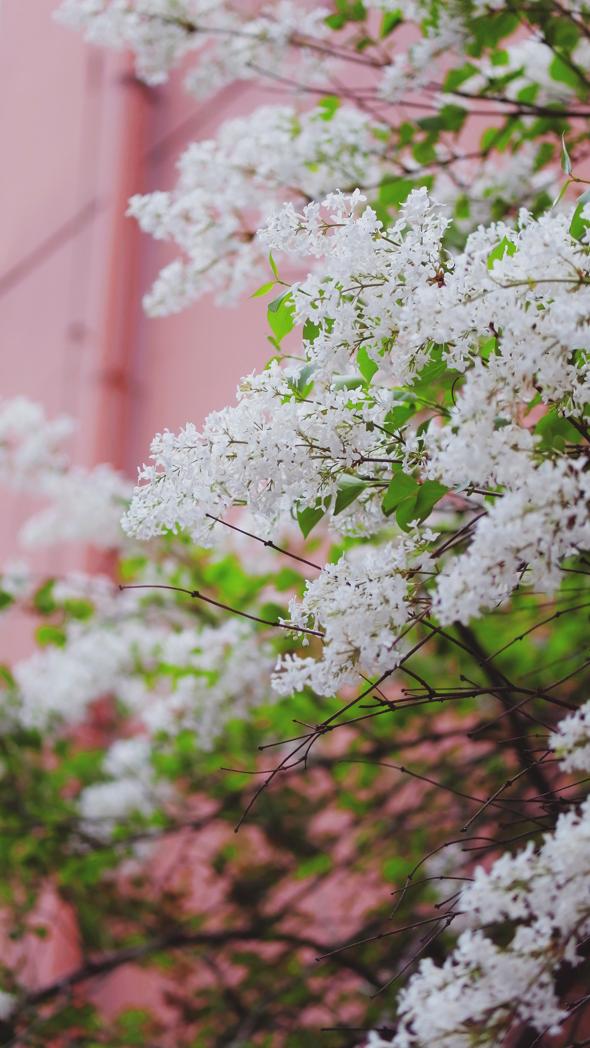 YI TECHNOLOGY M1 sample photo. Spring in beijing institution of  technology photography
