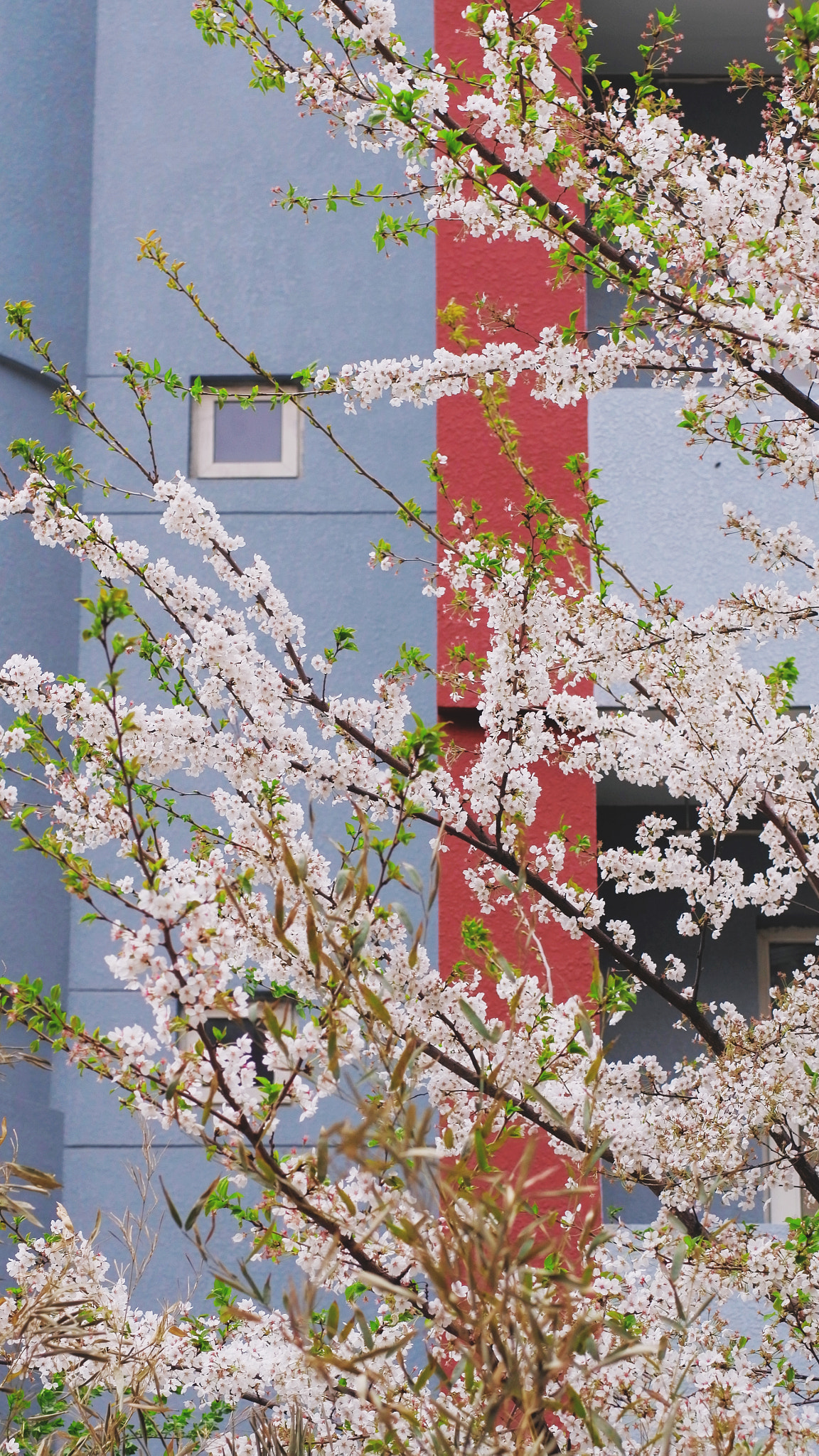 YI TECHNOLOGY M1 sample photo. Spring in beijing institution of  technology photography