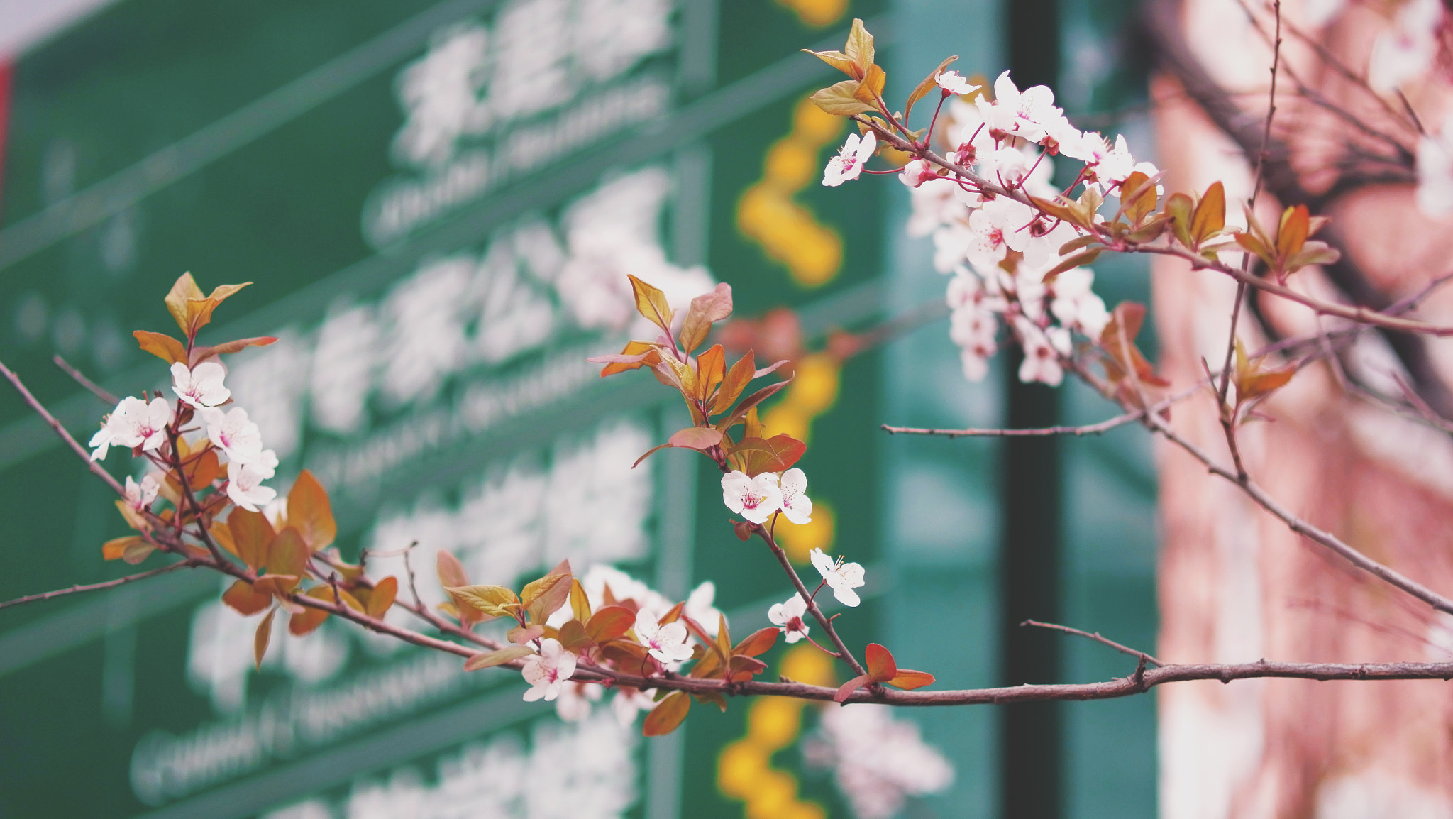YI TECHNOLOGY M1 sample photo. Spring in beijing institution of  technology photography