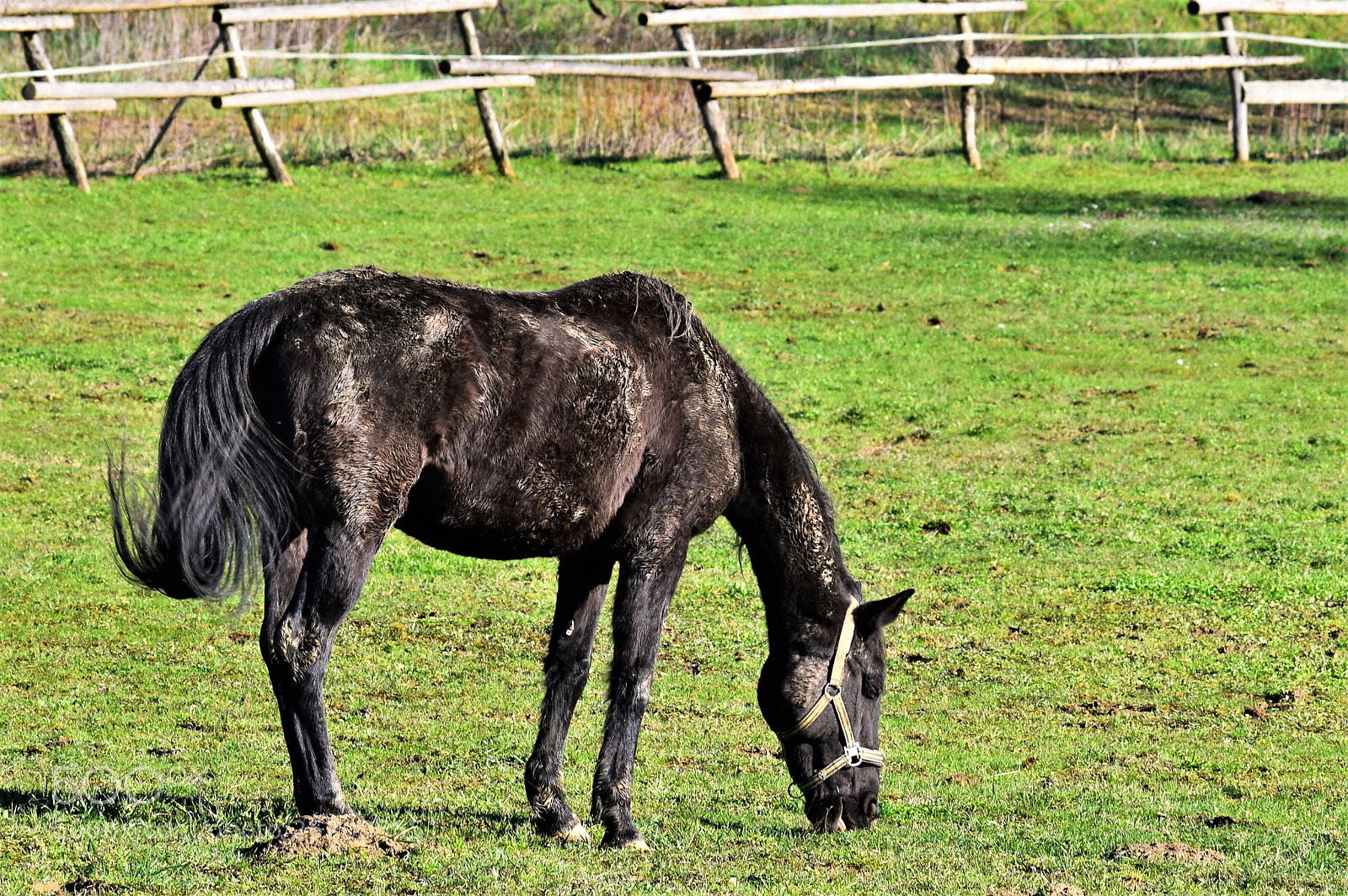 Nikon D3300 sample photo. Blacky photography