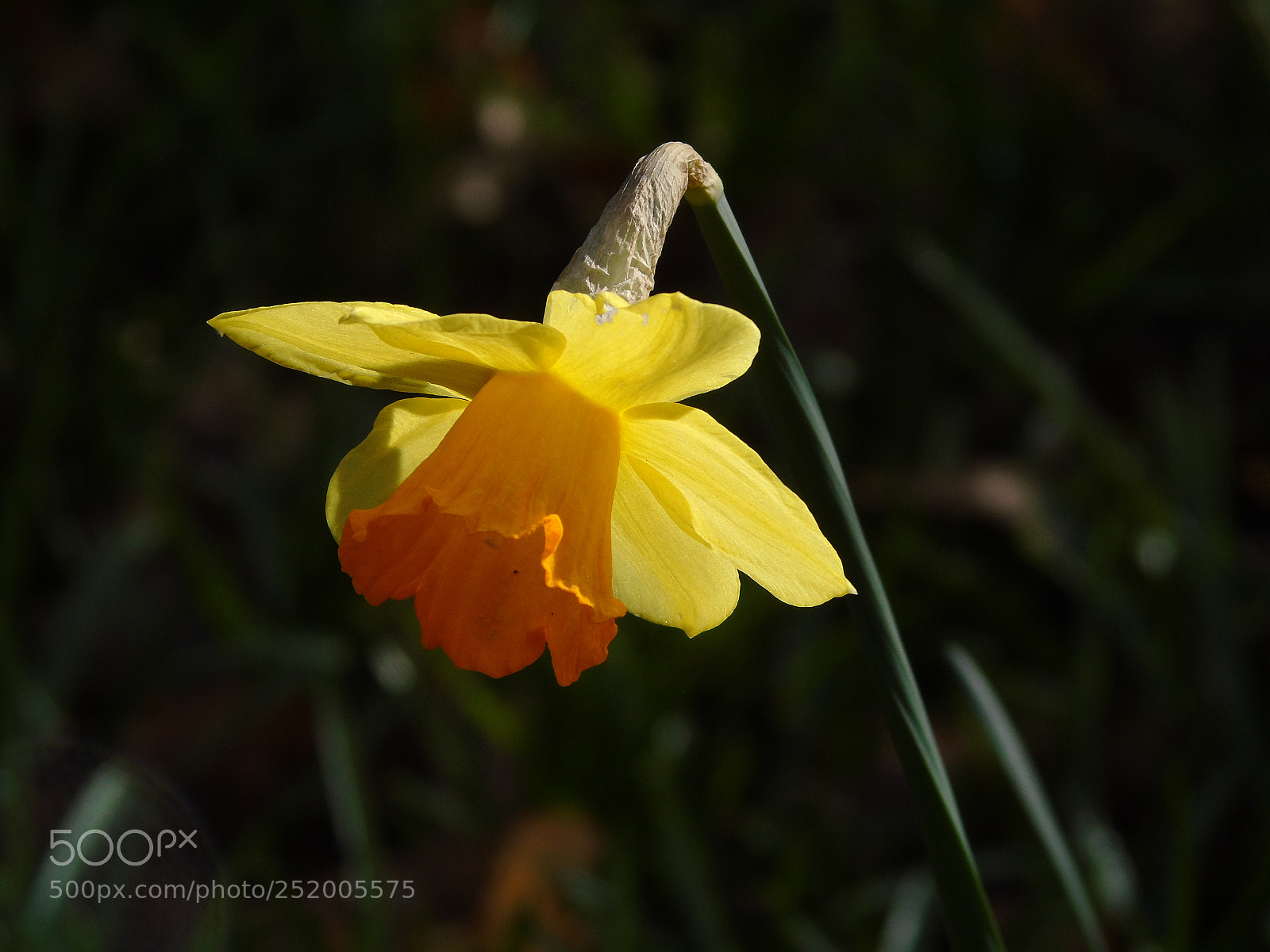 Sony Cyber-shot DSC-H400 sample photo. Daffodil in the woodland photography