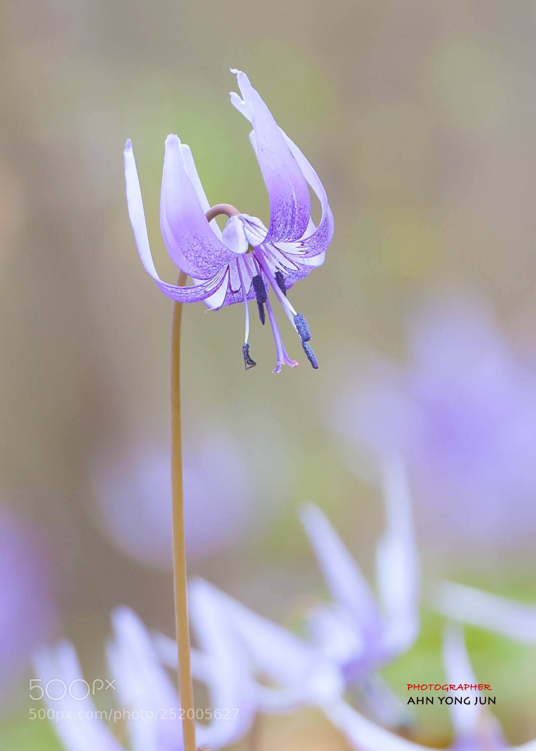 Nikon D3 sample photo. Mild purple color, wild photography