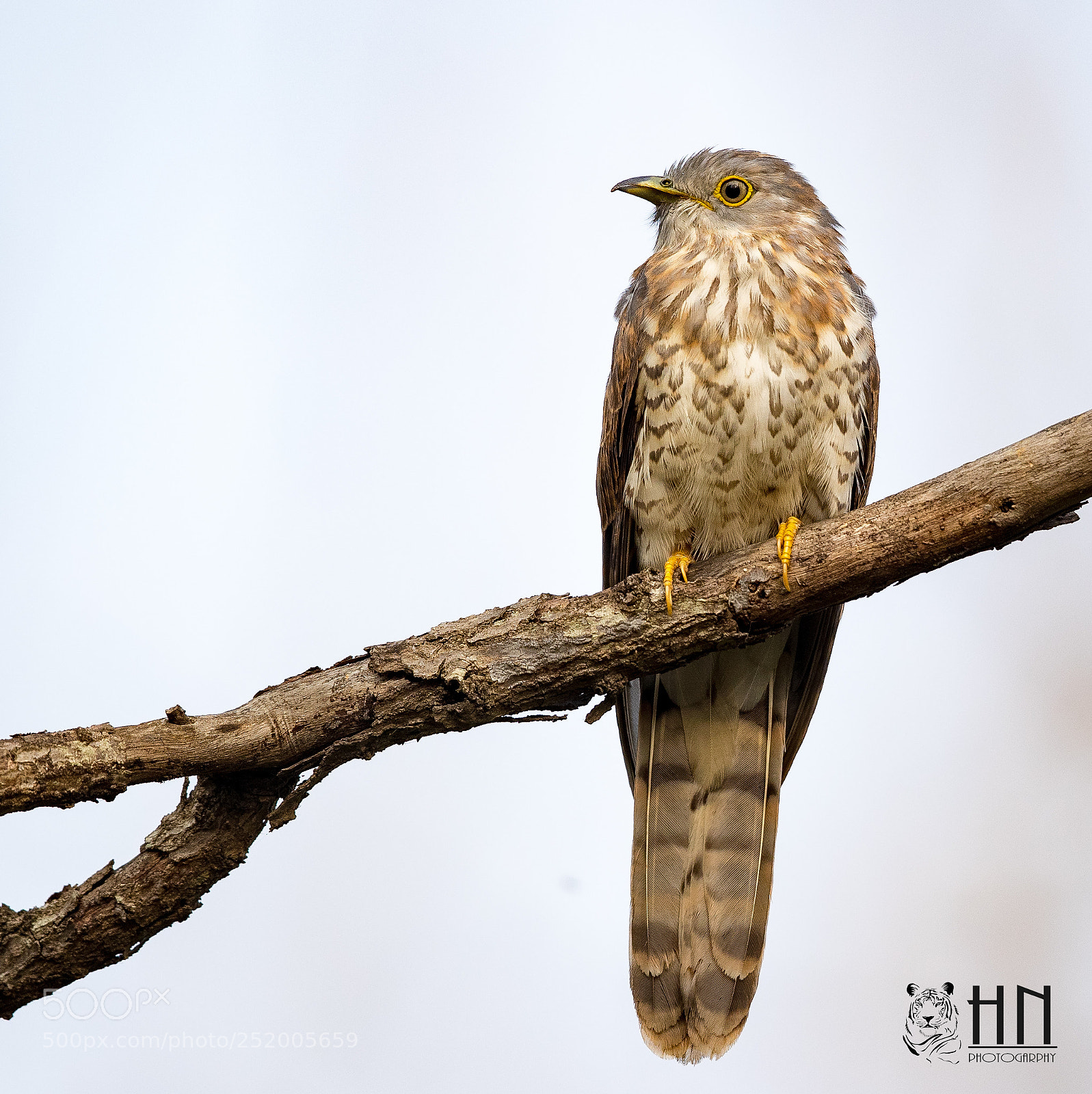 Canon EOS-1D X Mark II sample photo. Hawk cockoo photography