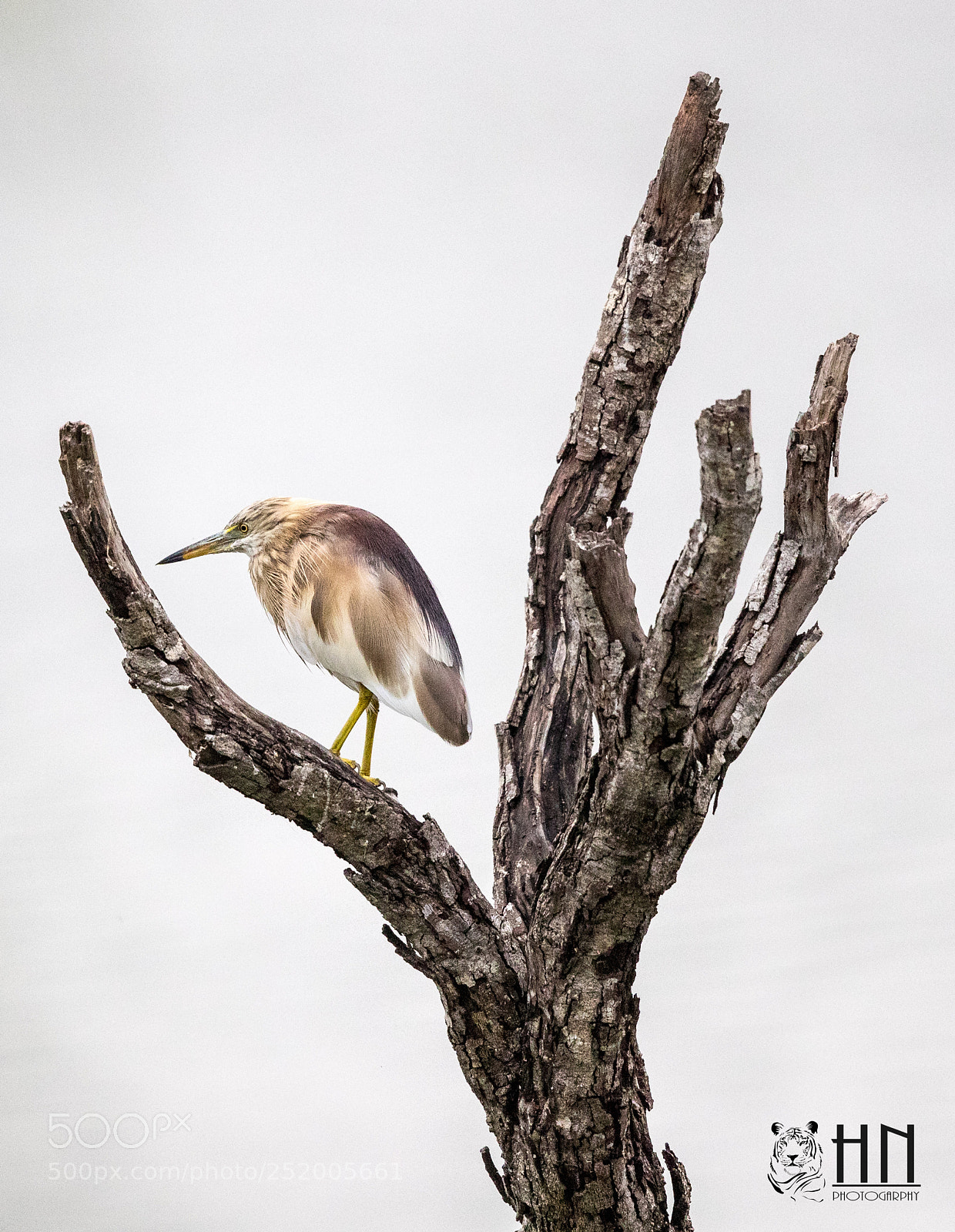 Canon EOS-1D X Mark II sample photo. Pond heron photography