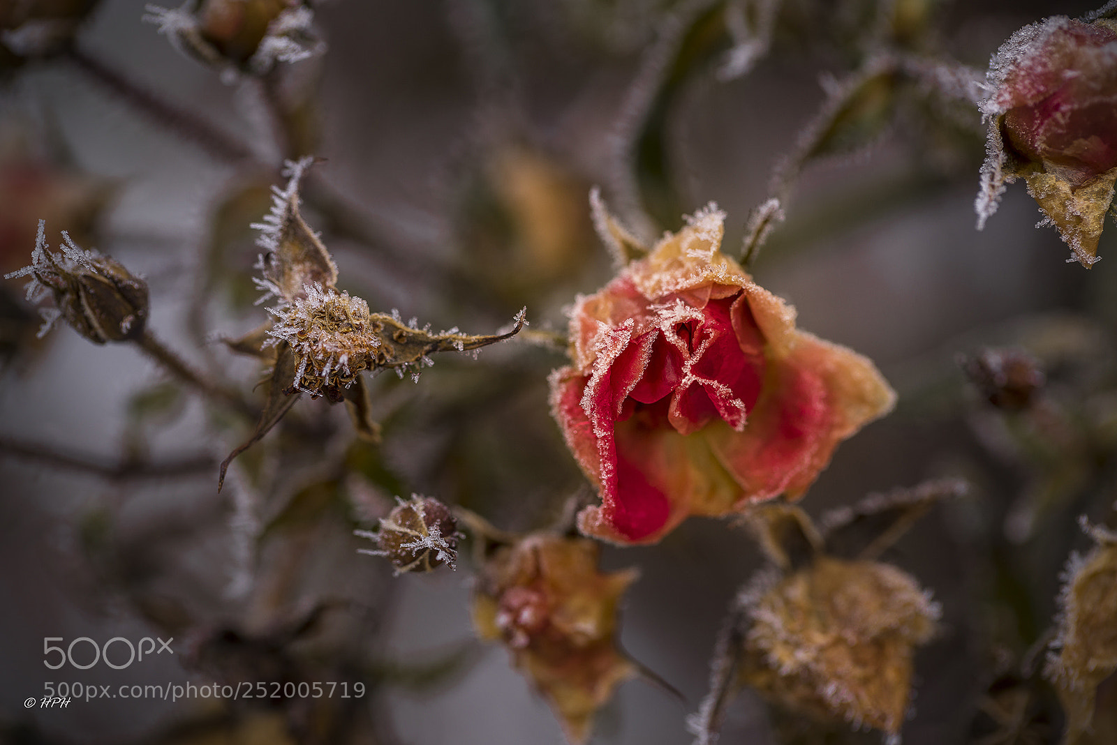 Sony a7R sample photo. Frozen roses photography