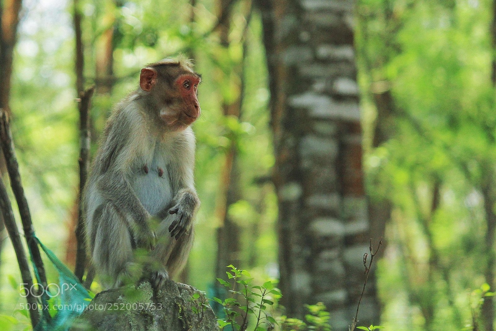 Canon EOS 700D (EOS Rebel T5i / EOS Kiss X7i) sample photo. Monkey photography