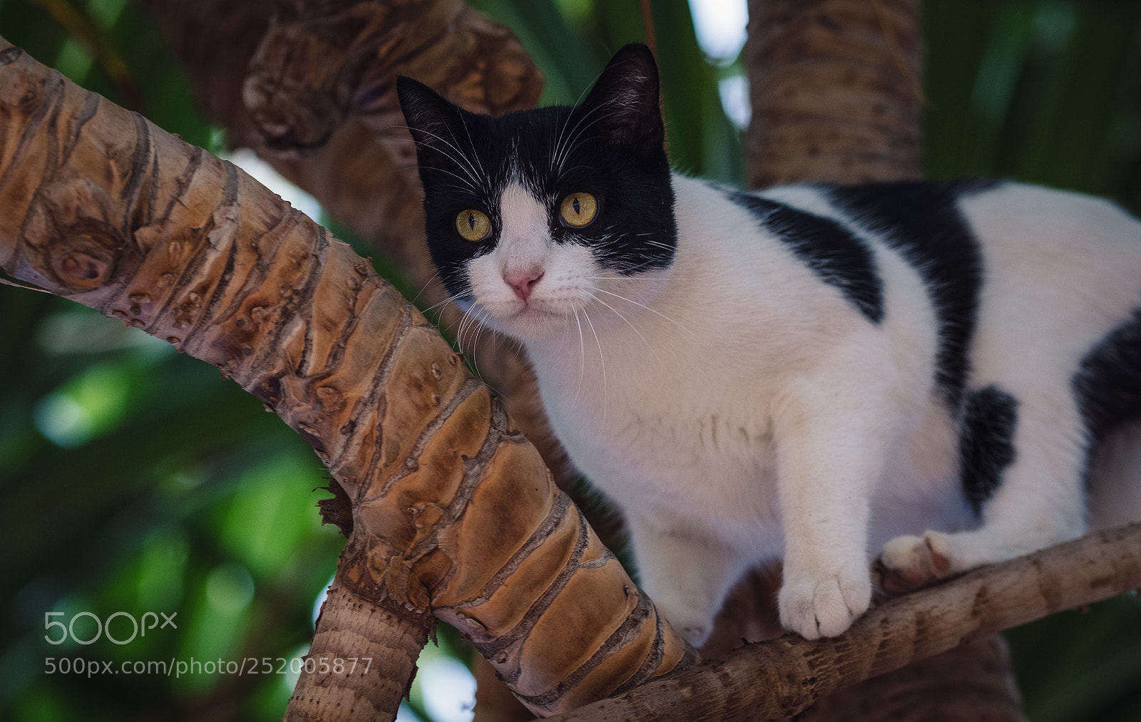 Fujifilm X-T2 sample photo. A wild cat appears photography