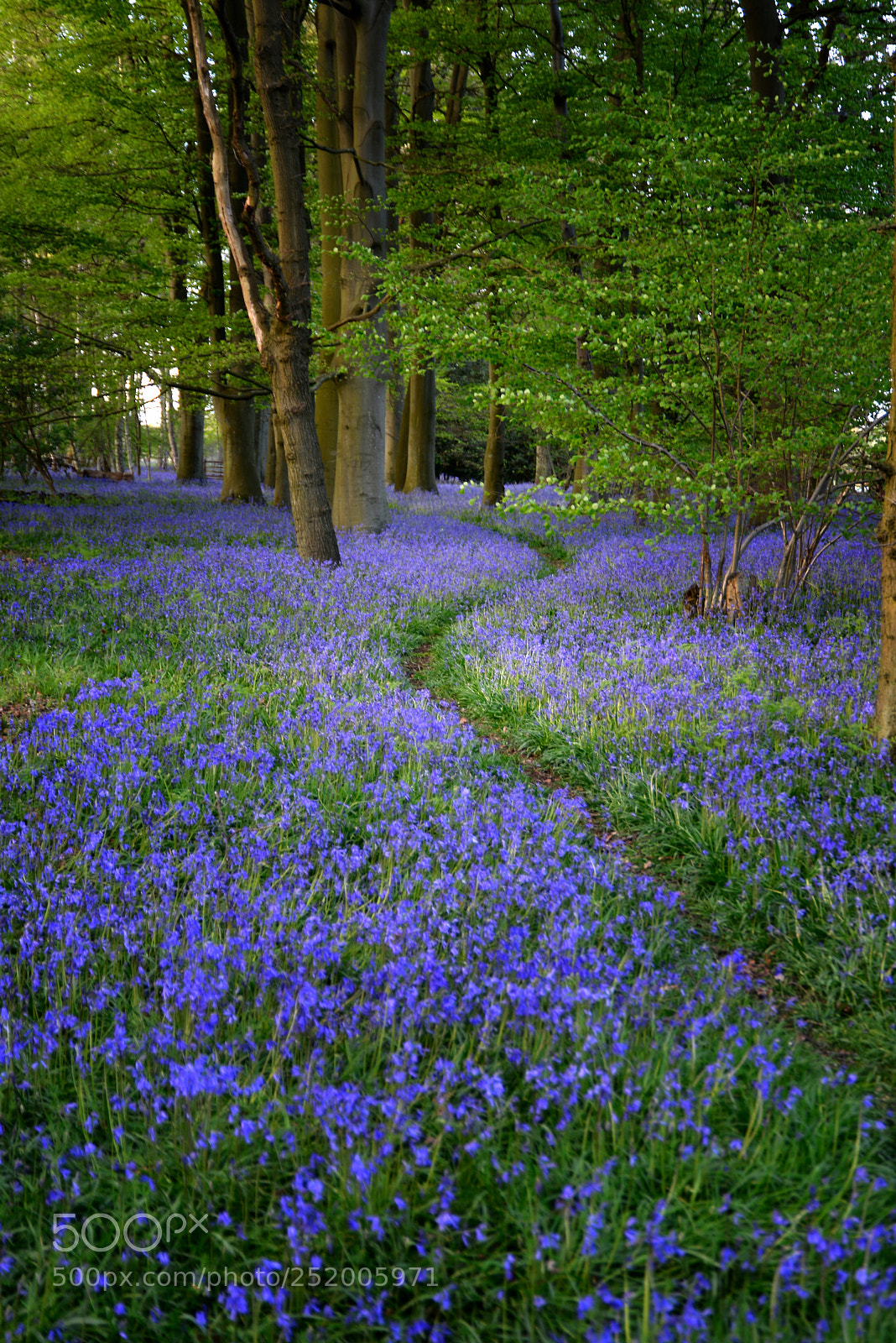 Nikon D600 sample photo. Bluebell woods photography