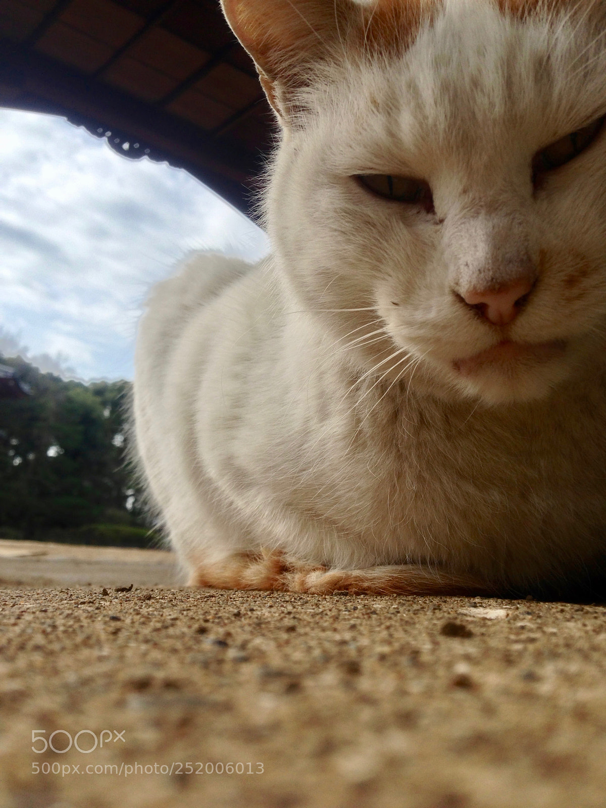 Apple iPhone 5 sample photo. Cat photography