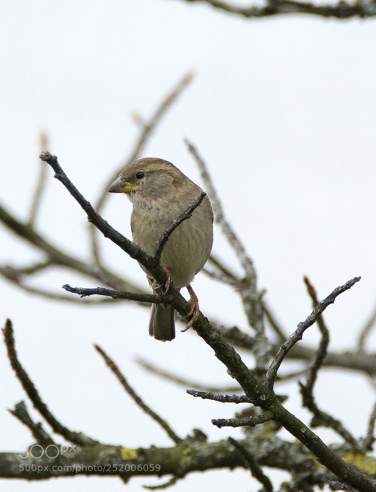Nikon D7100 sample photo. Sparrow one photography