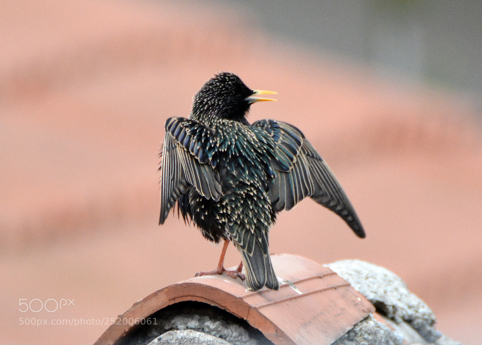Nikon D7100 sample photo. Starling cross photography