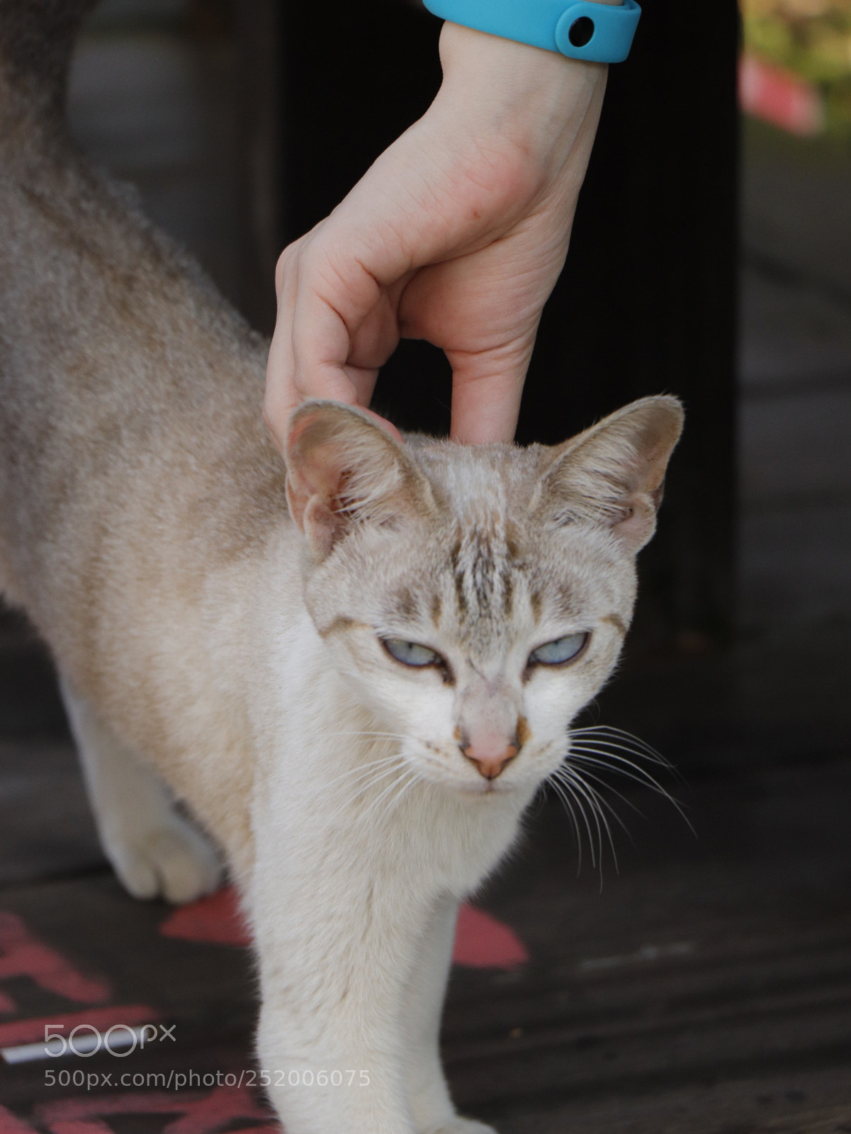 Canon EOS 77D (EOS 9000D / EOS 770D) sample photo. Meow photography