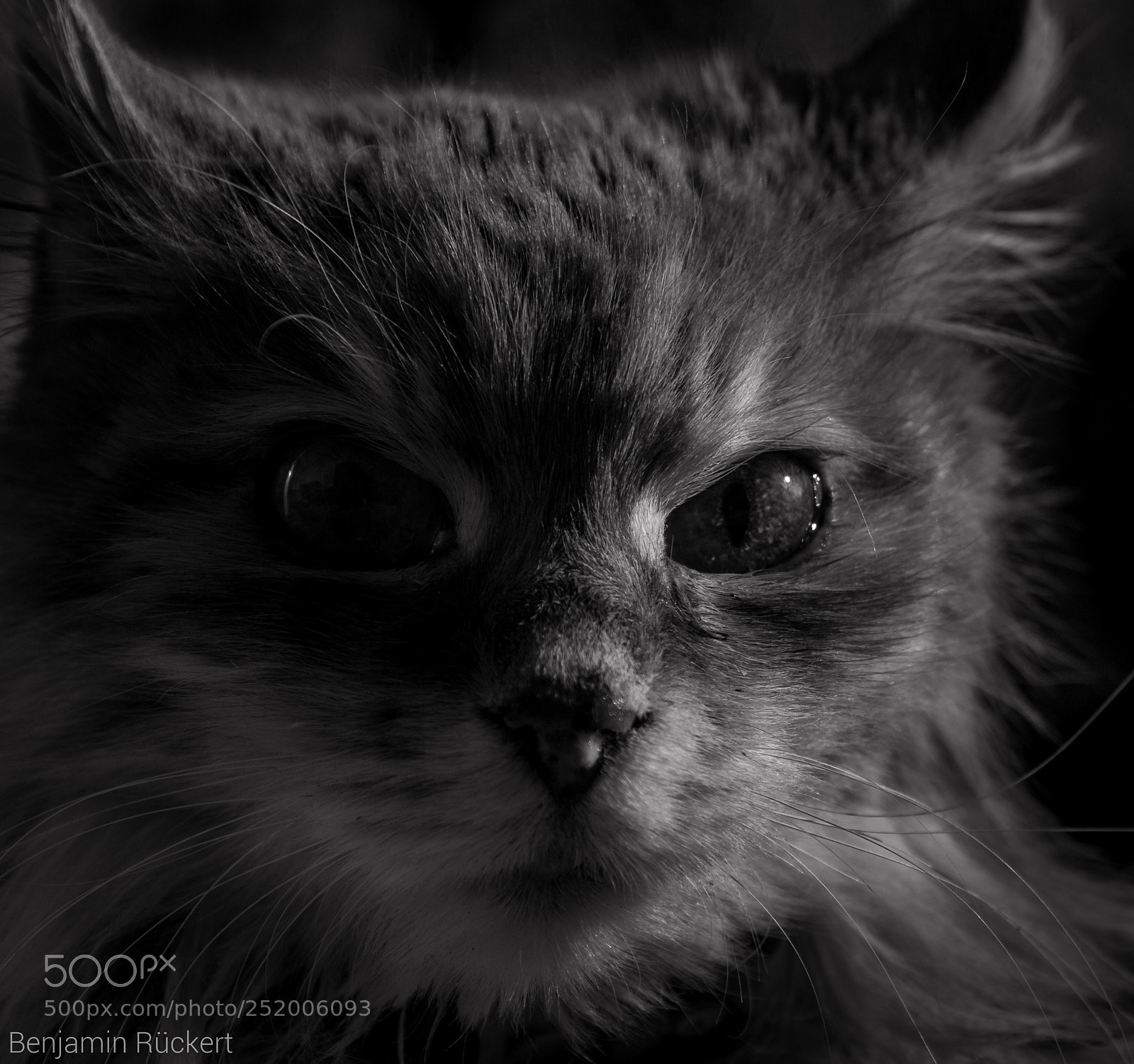 Canon EOS 70D sample photo. Cat in the shadows. photography