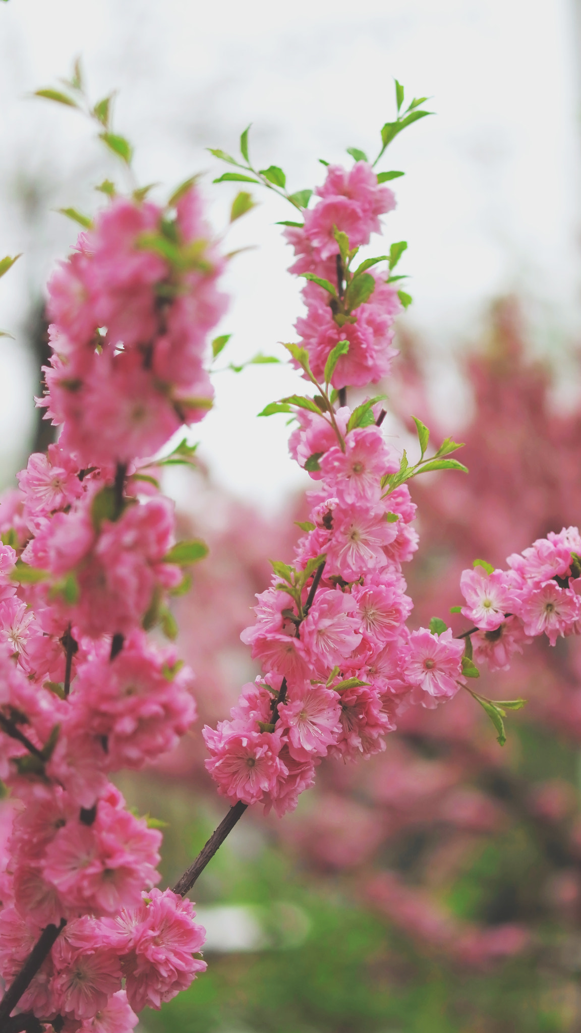 YI TECHNOLOGY M1 sample photo. Spring in beijing institution of  technology photography