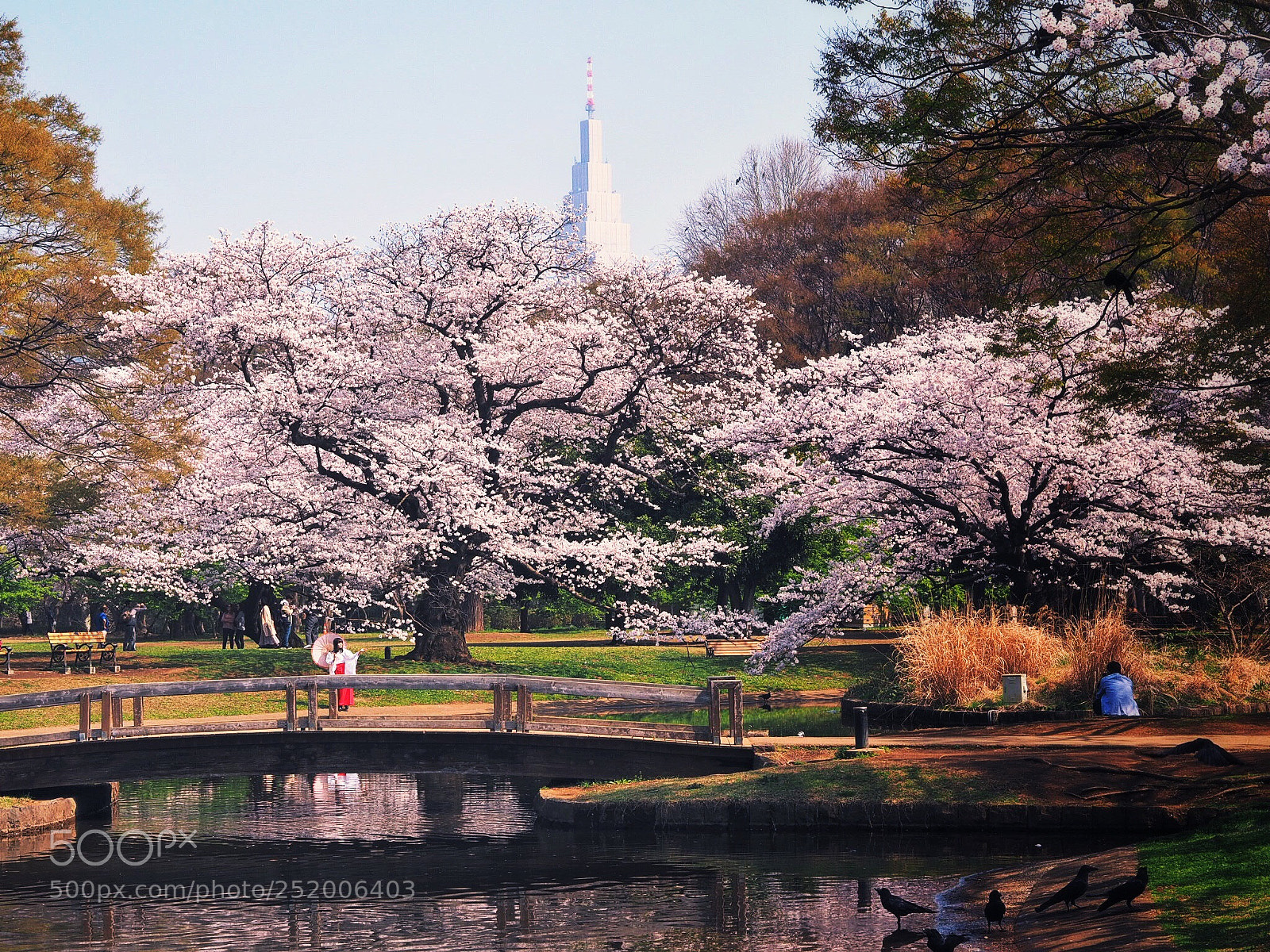 Olympus OM-D E-M10 sample photo. Japan spring photography