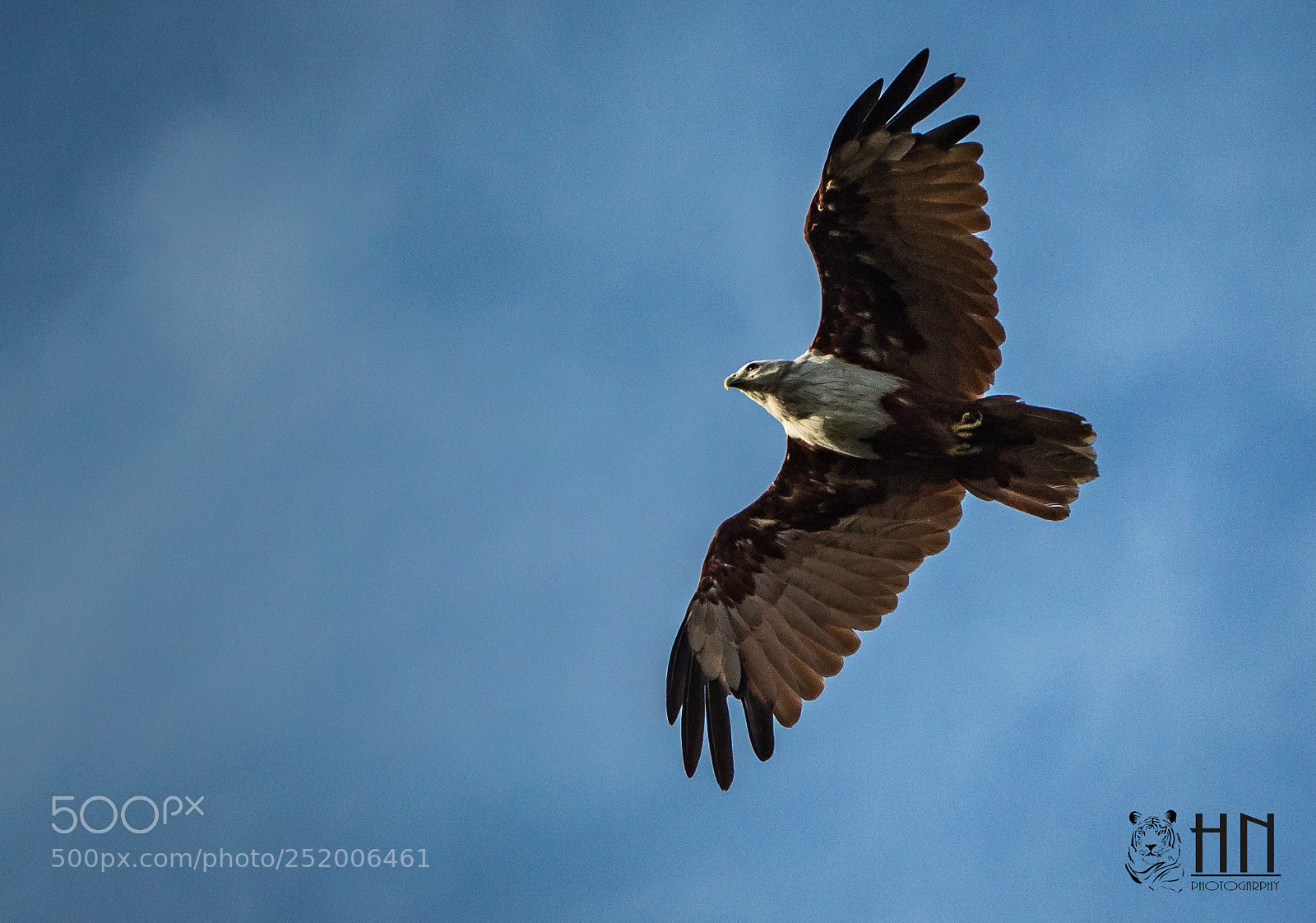 Canon EOS 1300D (EOS Rebel T6 / EOS Kiss X80) sample photo. The brahminy kite photography