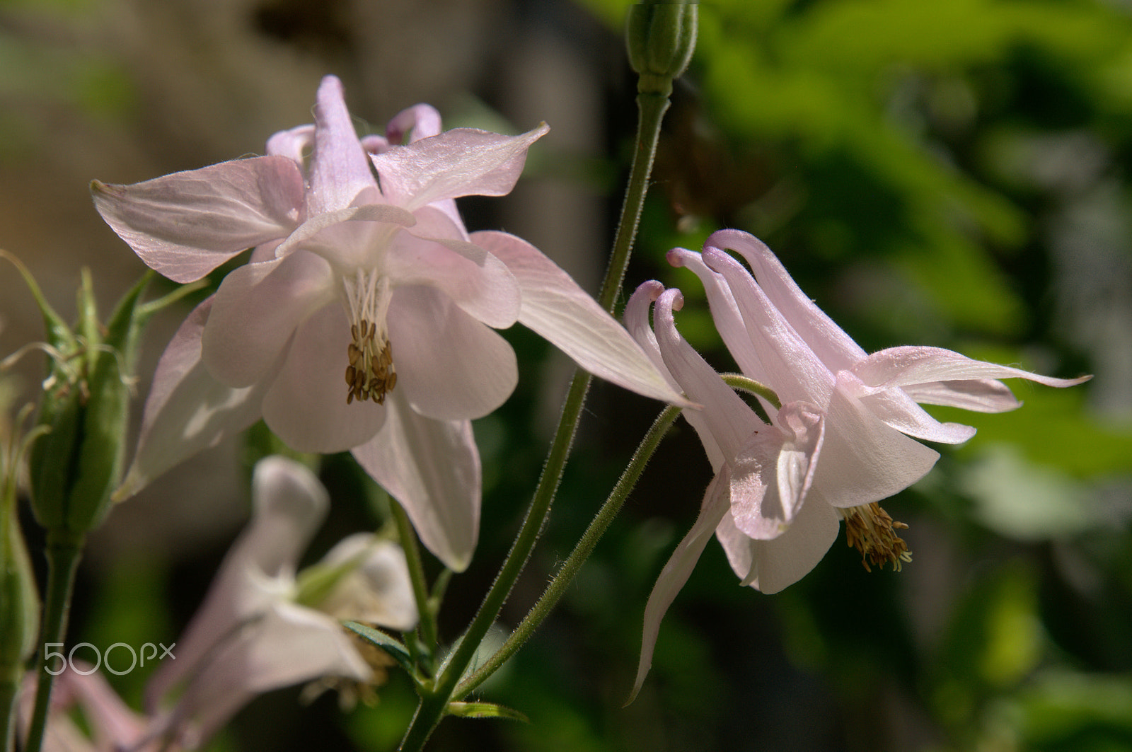 Nikon D300 sample photo. Aquilegias photography