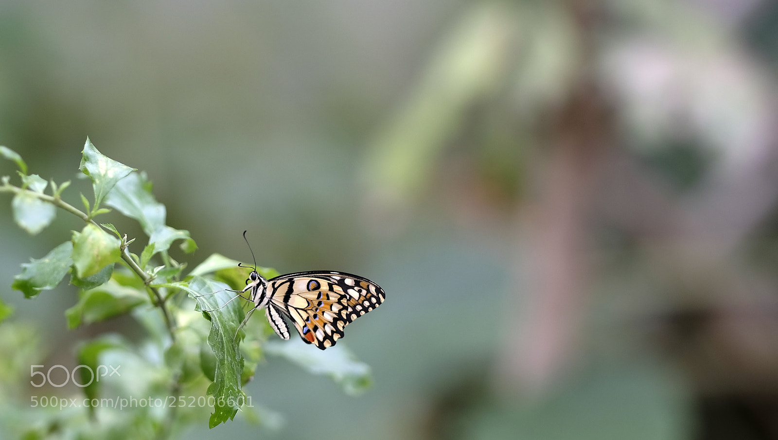 Fujifilm X-H1 sample photo. Little colorful smile in photography