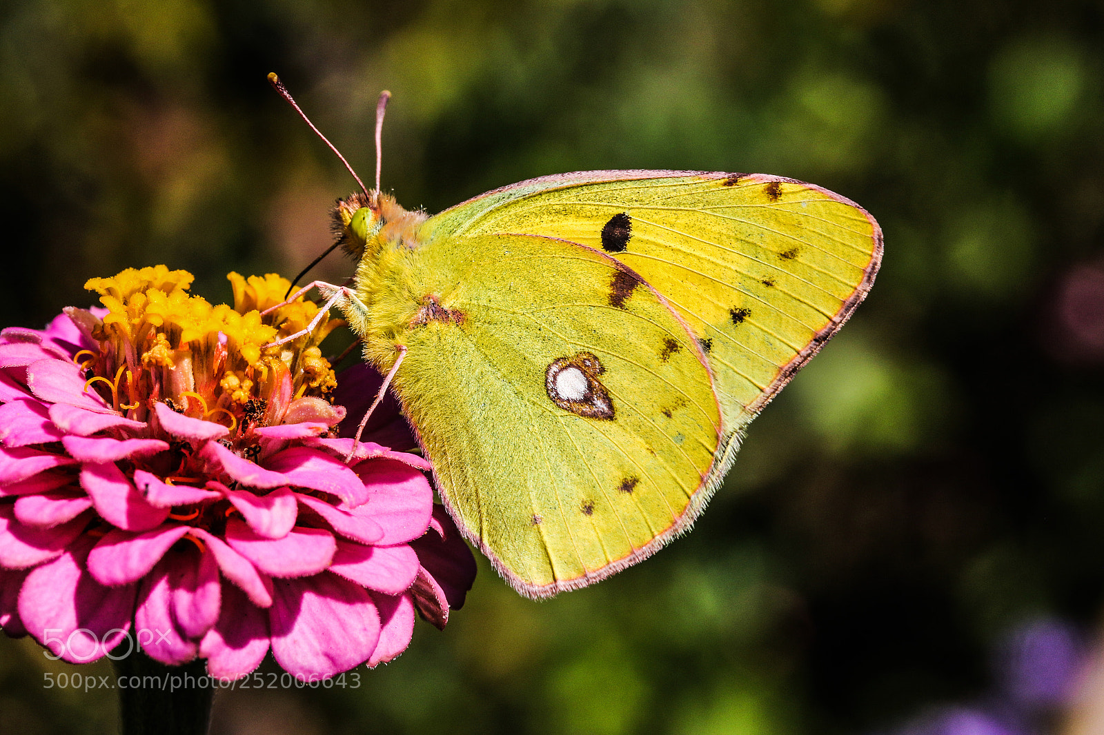 Canon EOS 70D sample photo. Berger's clouded yellow photography